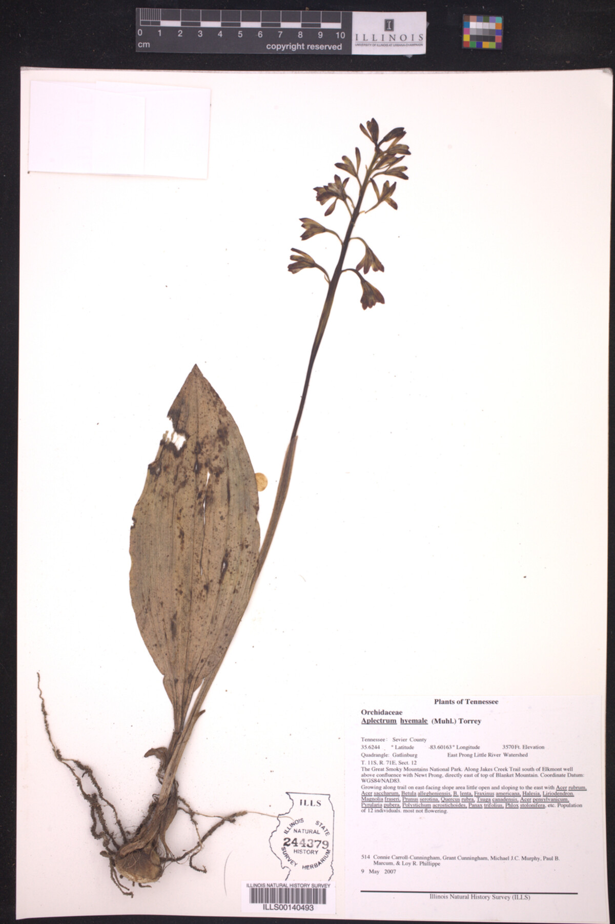 Aplectrum hyemale image