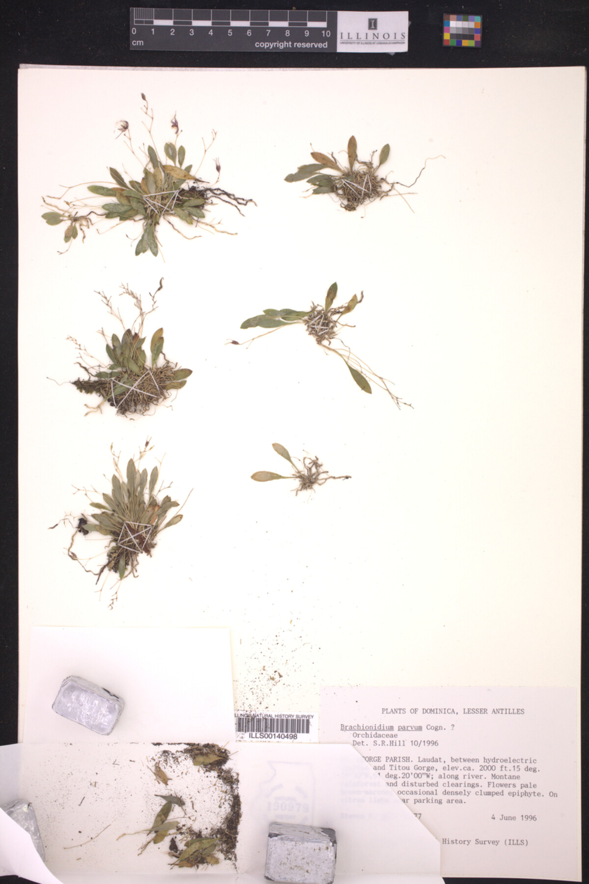 Brachionidim parvum image
