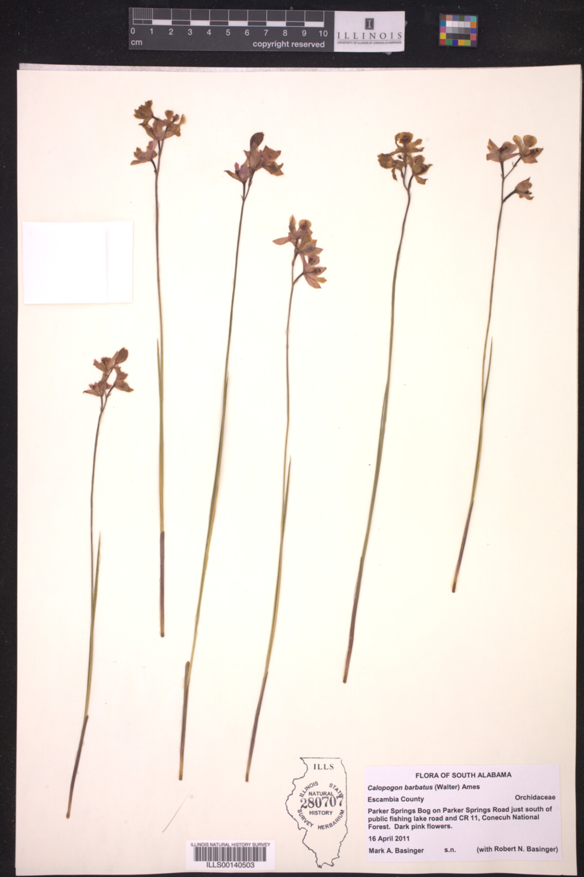 Calopogon barbatus image