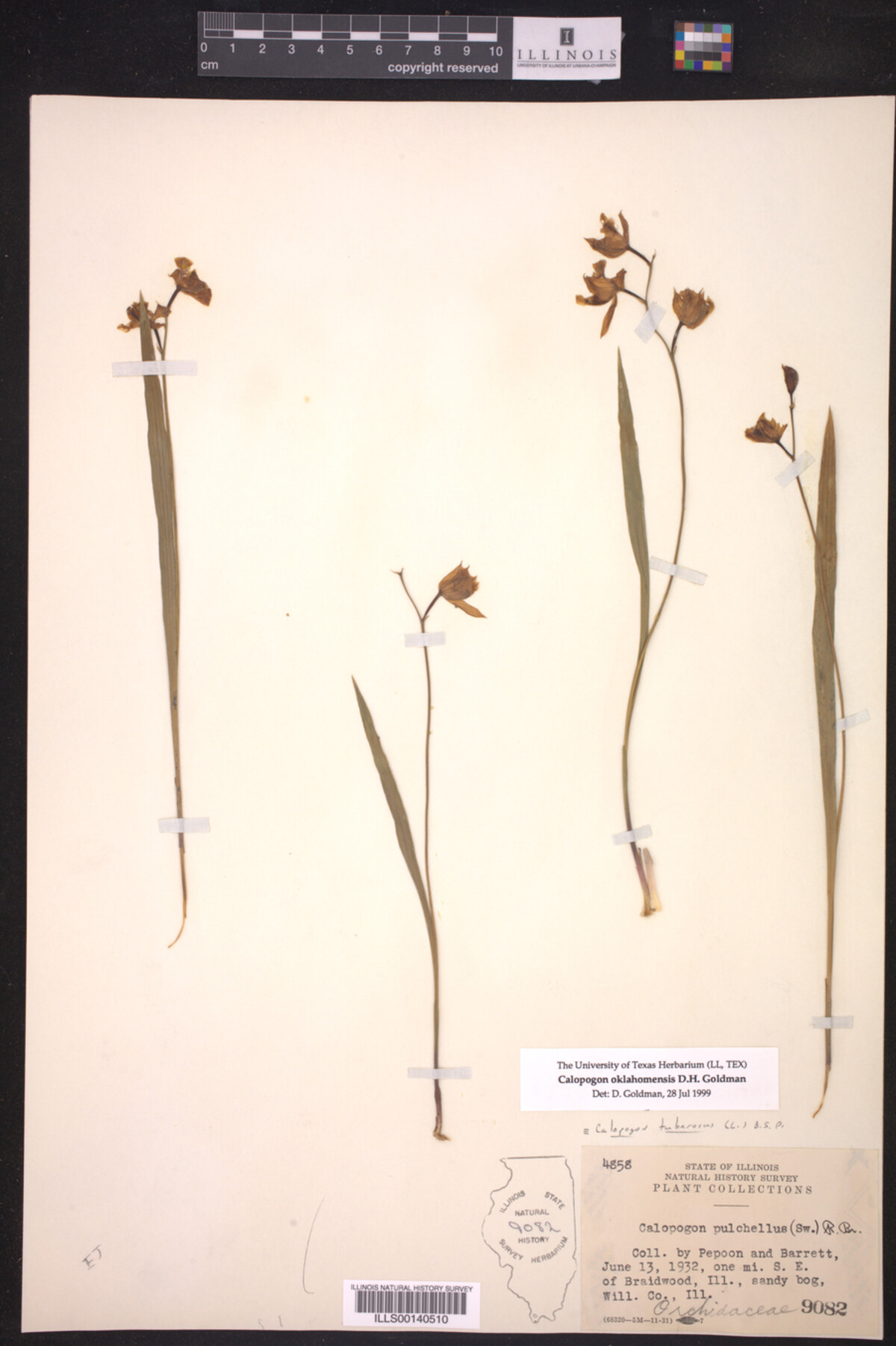 Calopogon oklahomensis image