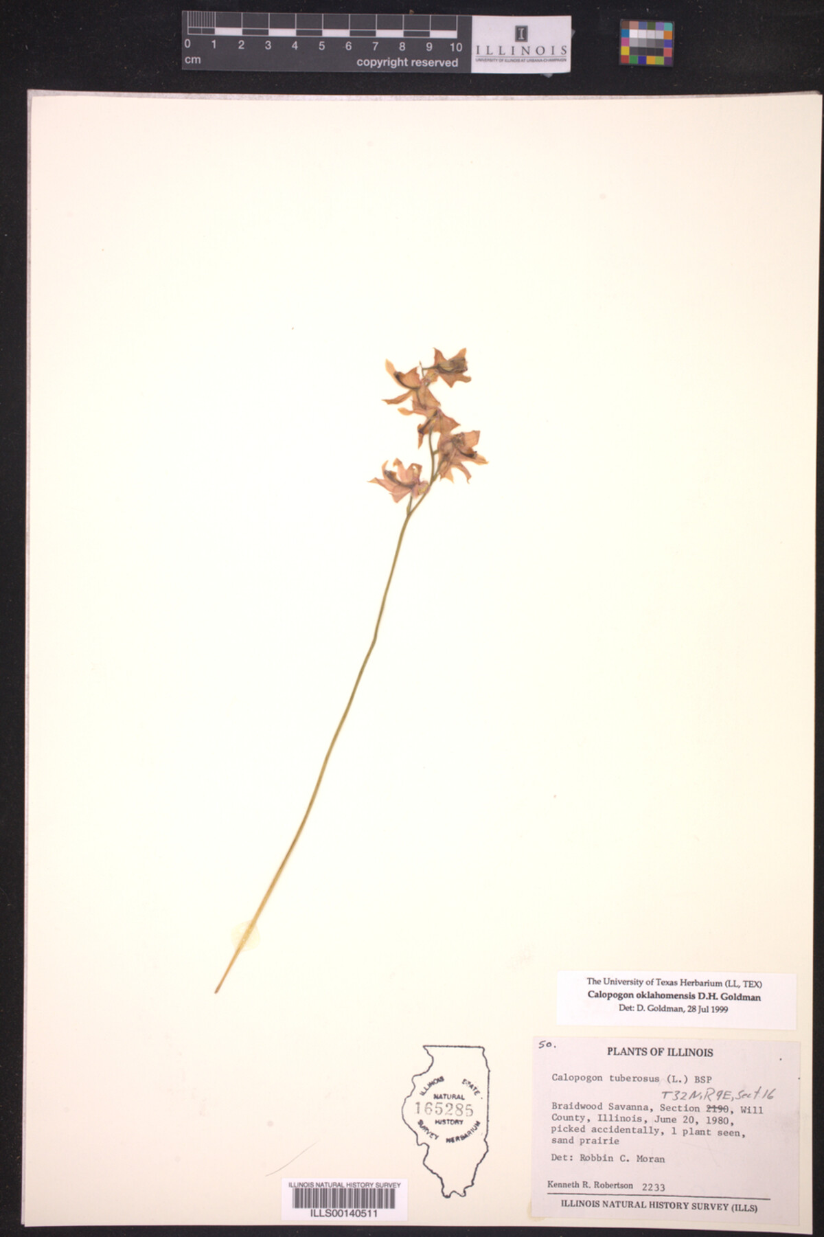 Calopogon image