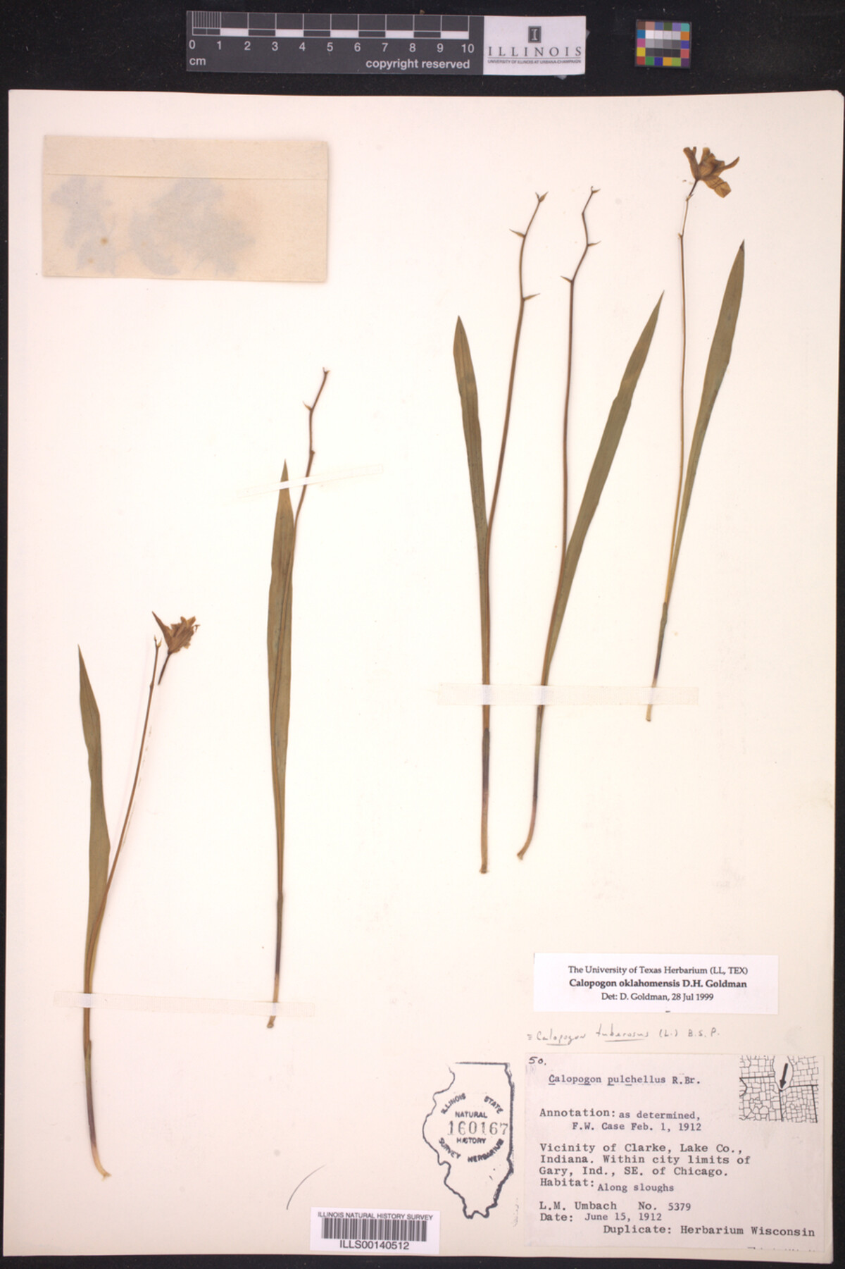 Calopogon oklahomensis image