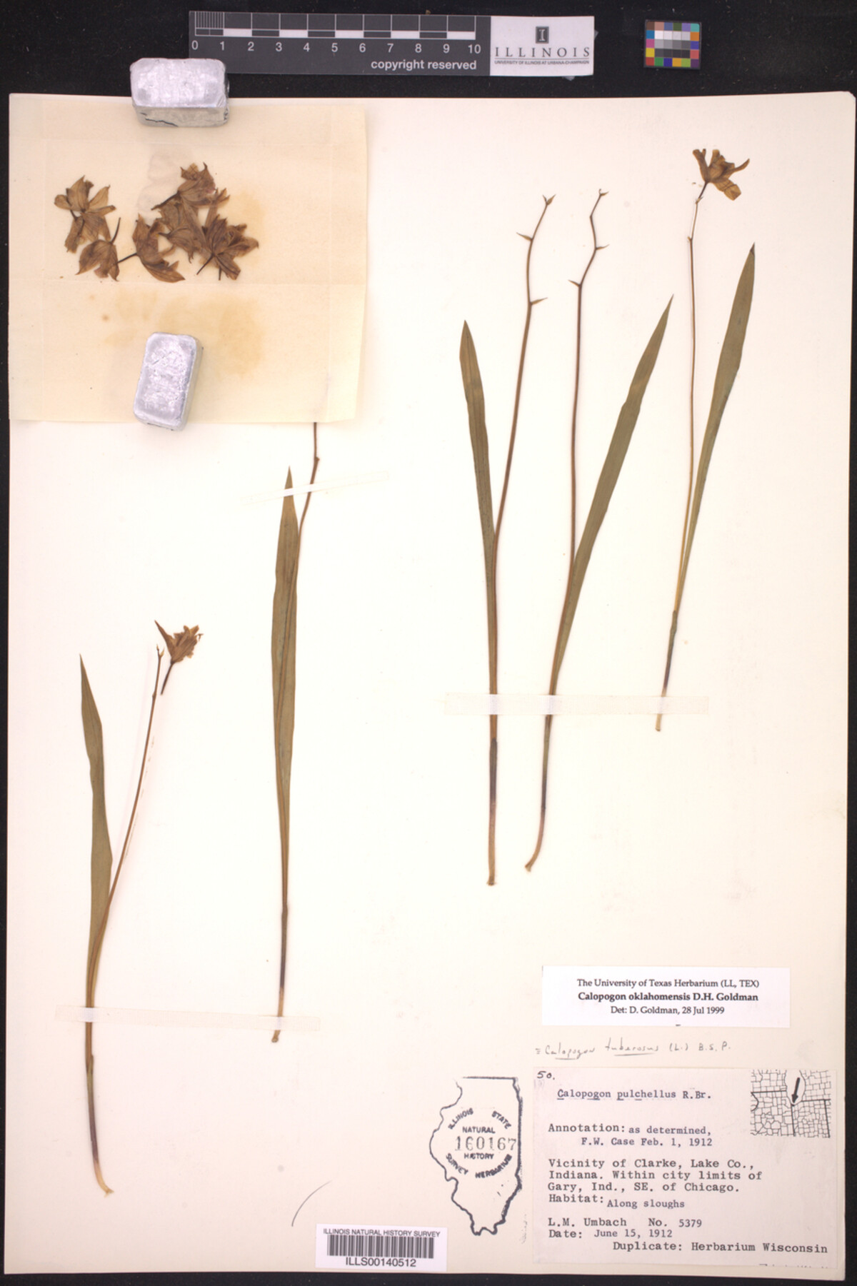 Calopogon oklahomensis image