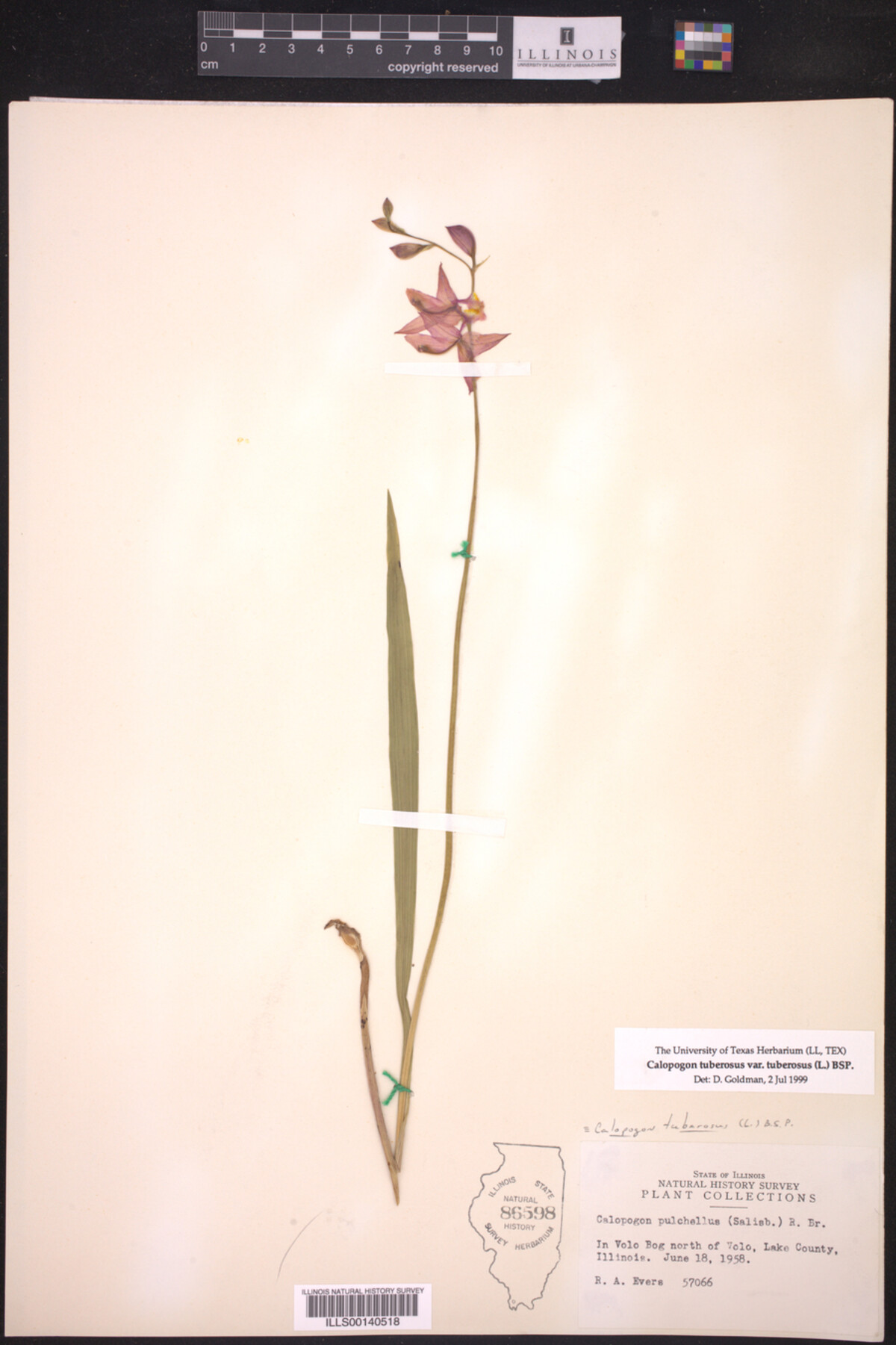 Calopogon tuberosus var. tuberosus image