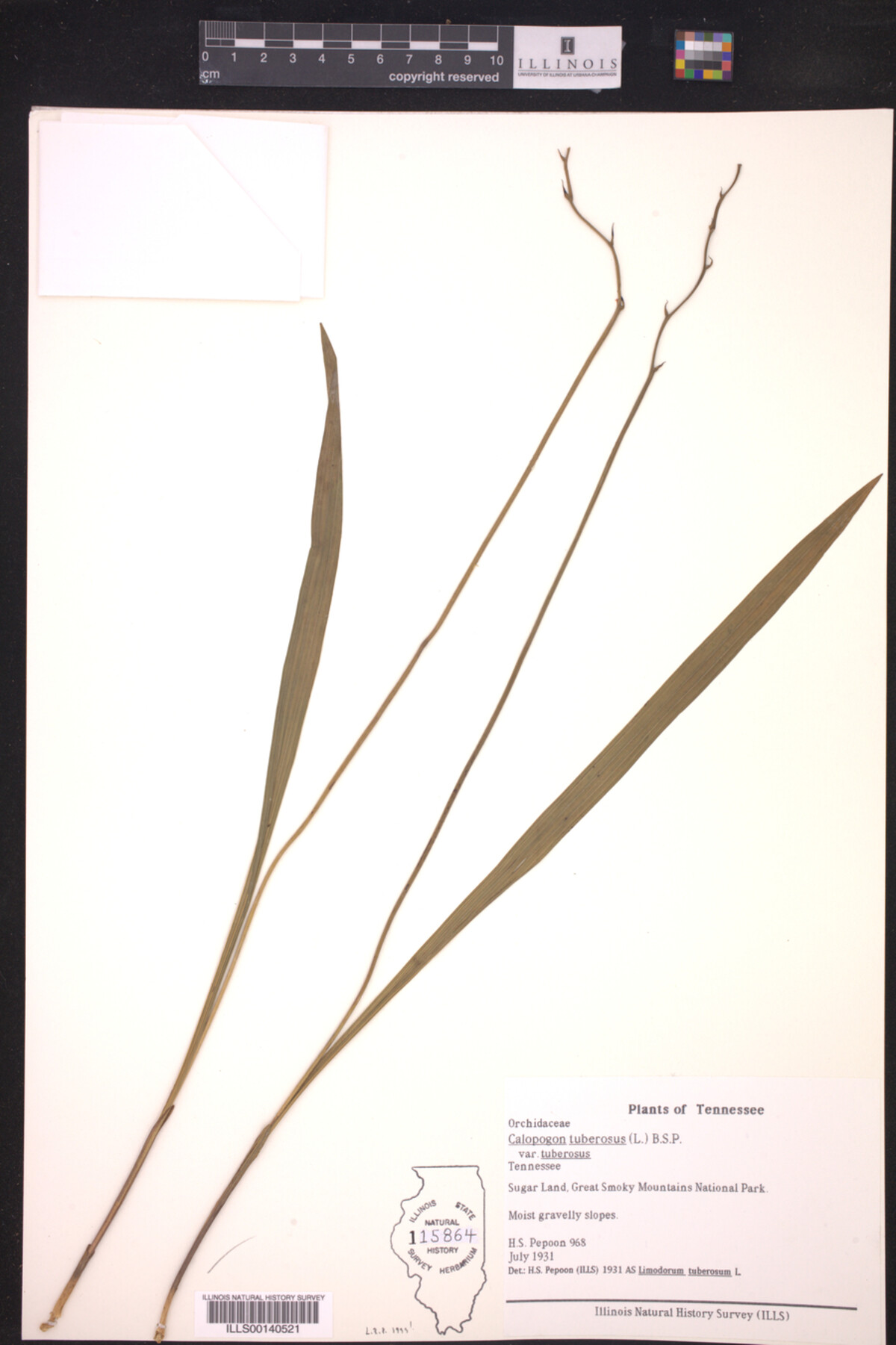 Calopogon tuberosus var. tuberosus image