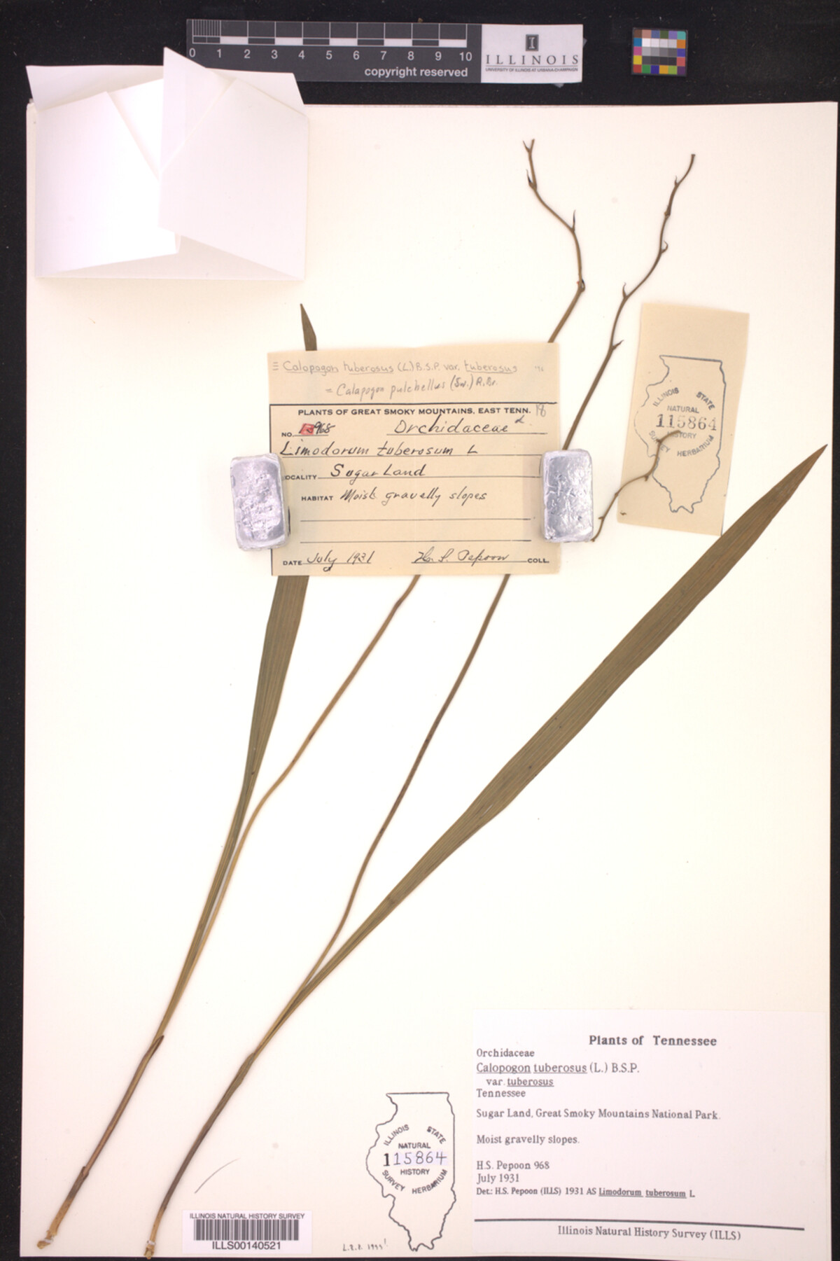 Calopogon tuberosus var. tuberosus image
