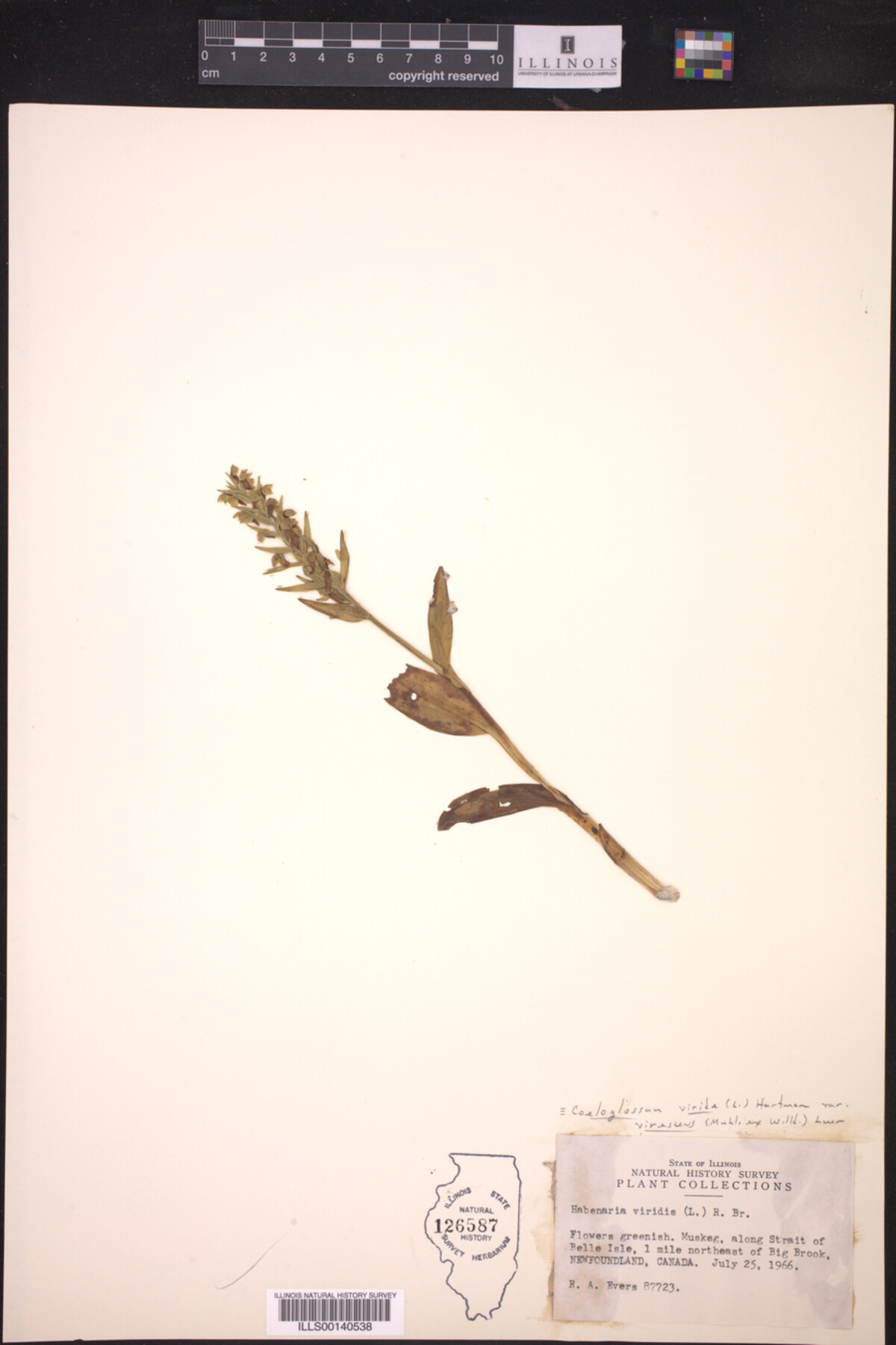 Coeloglossum viride var. virescens image