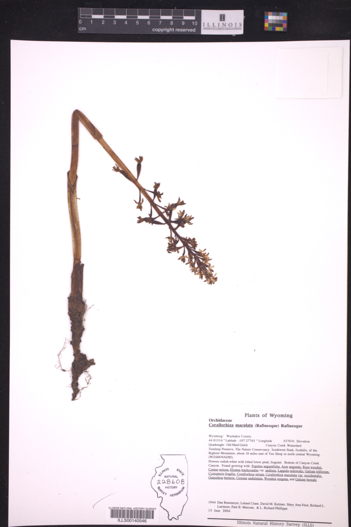 Corallorhiza image