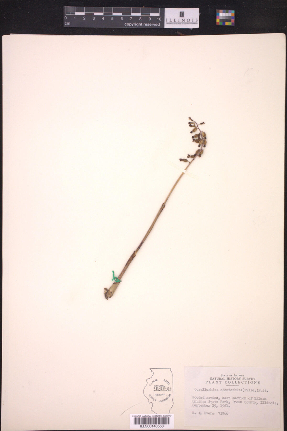 Corallorhiza odontorhiza image