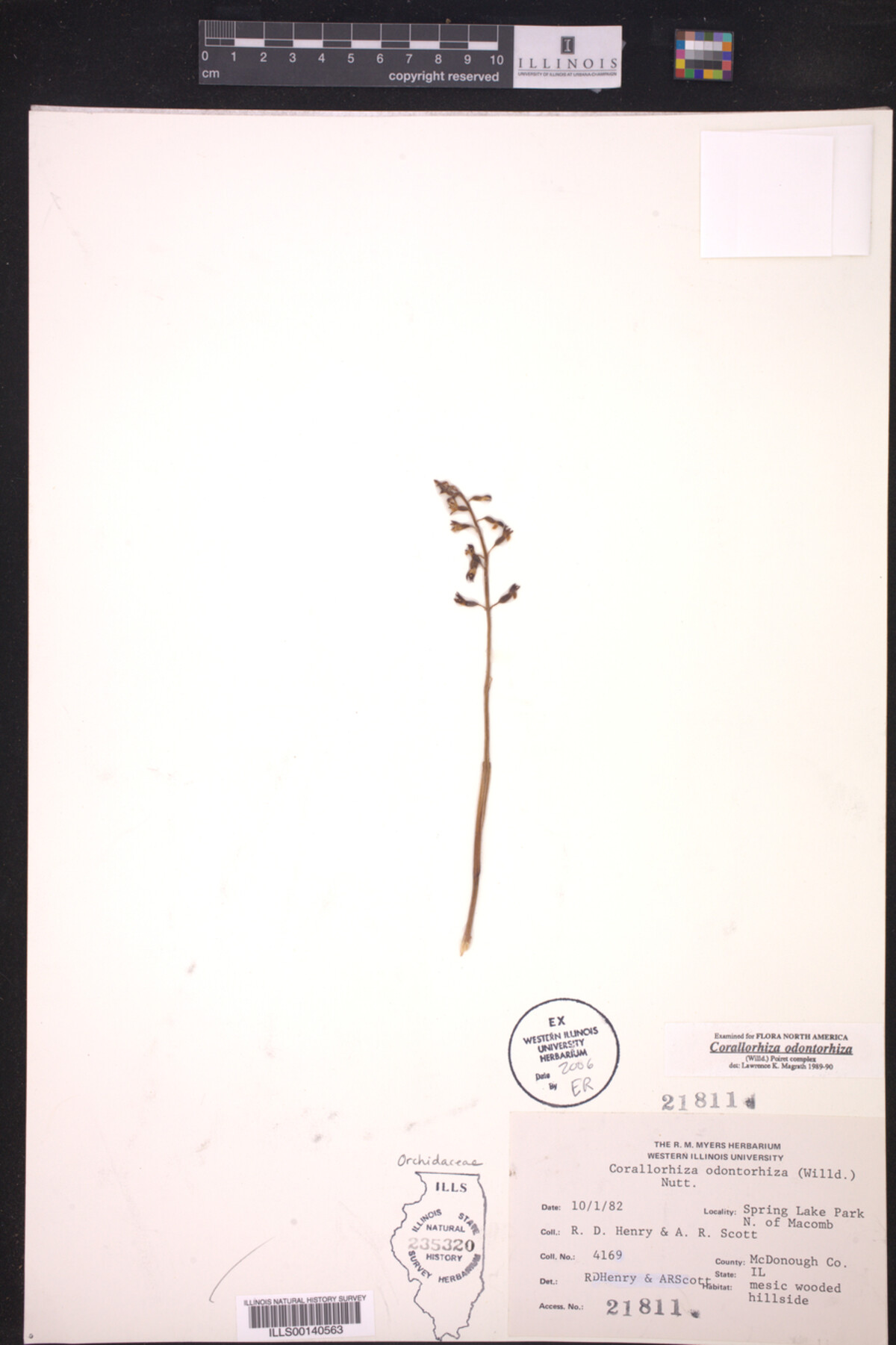 Corallorhiza odontorhiza image