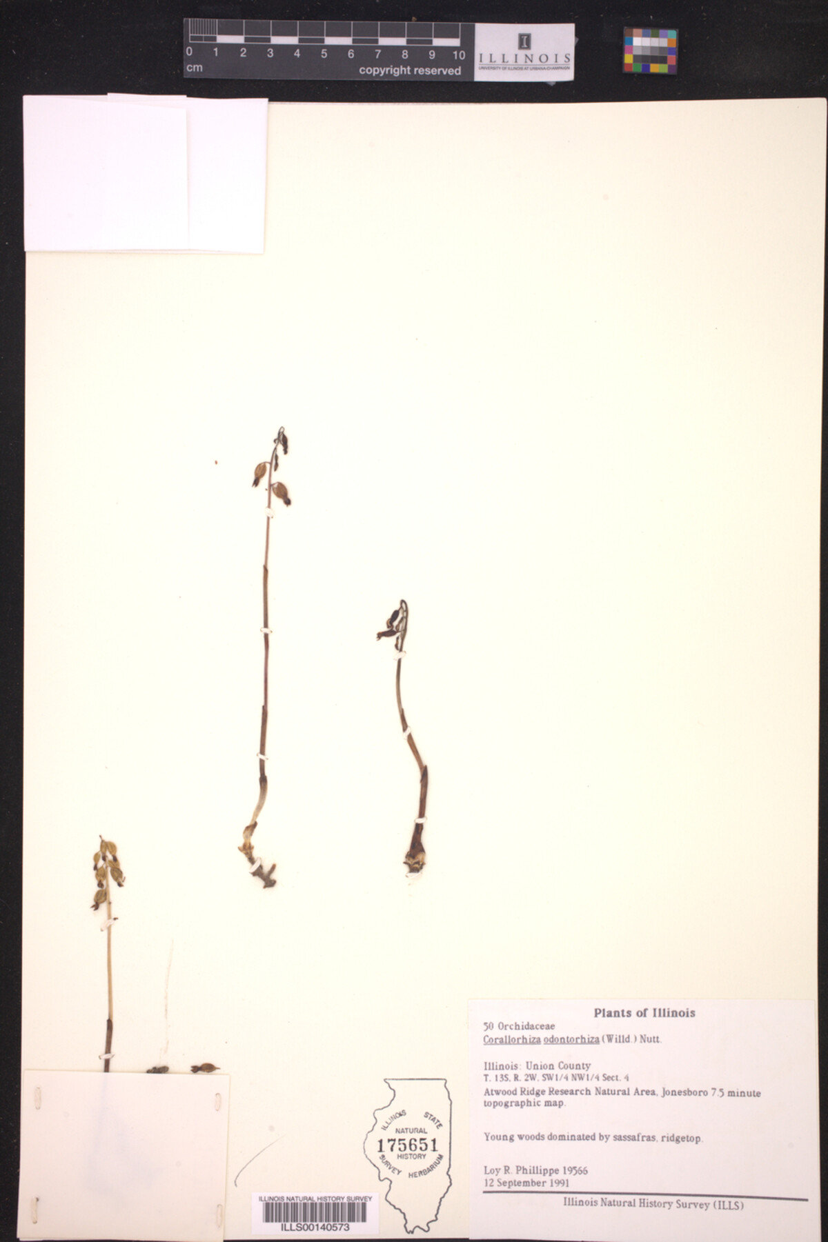 Corallorhiza odontorhiza image