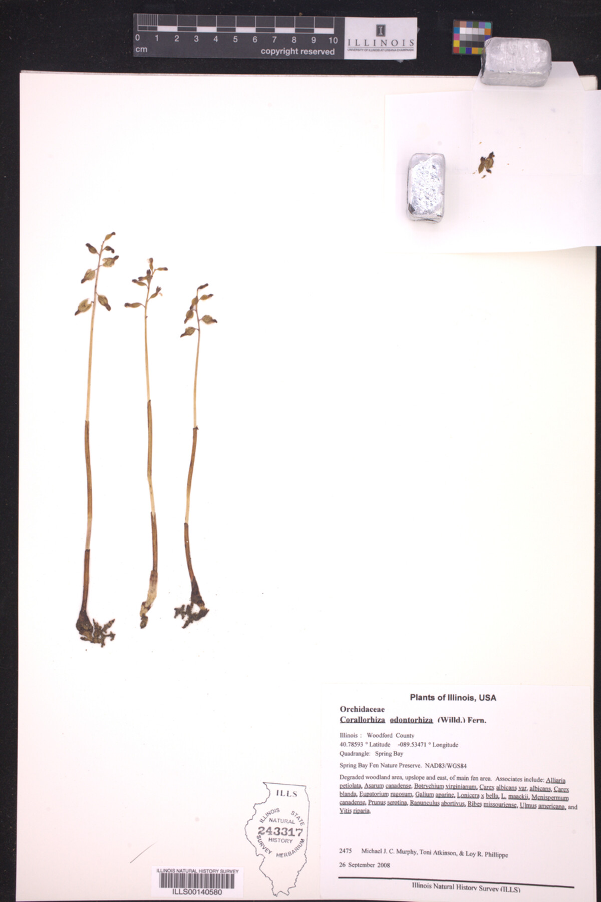 Corallorhiza odontorhiza image