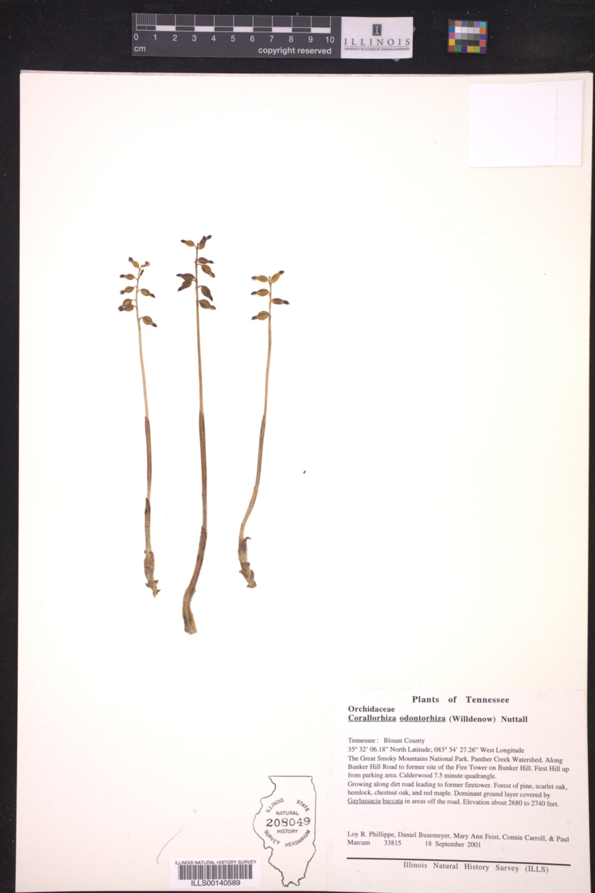 Corallorhiza odontorhiza image