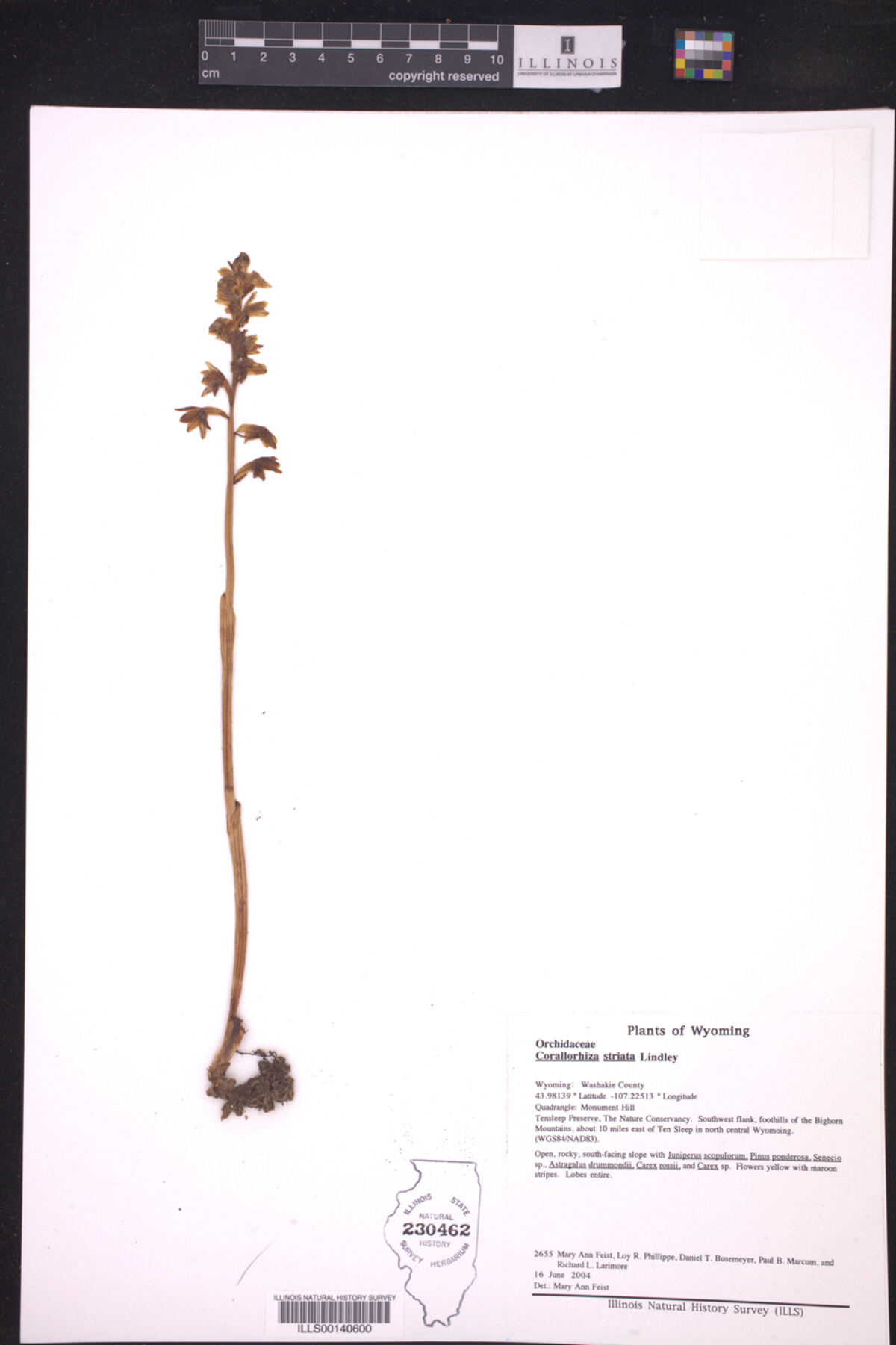 Corallorhiza striata image