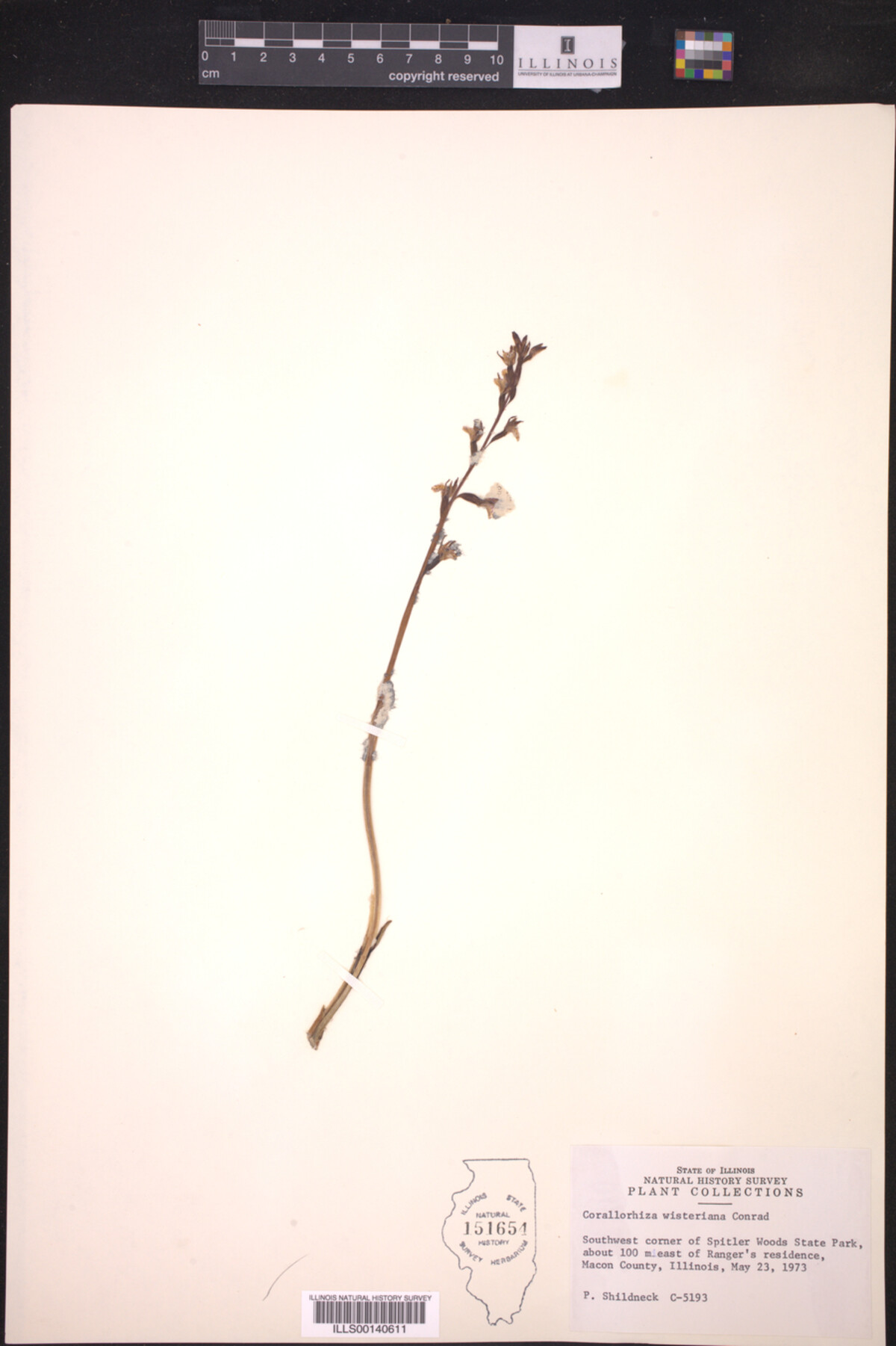 Corallorhiza wisteriana image