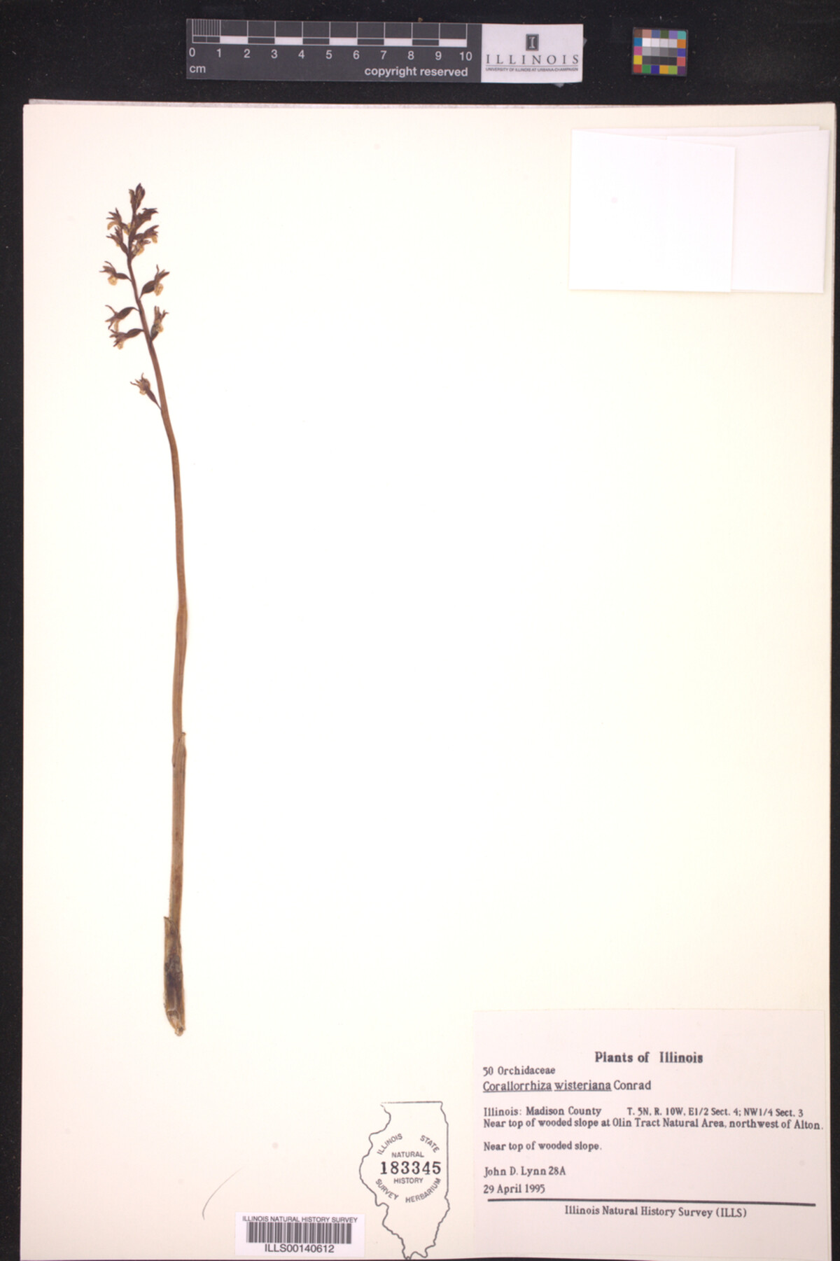 Corallorhiza wisteriana image