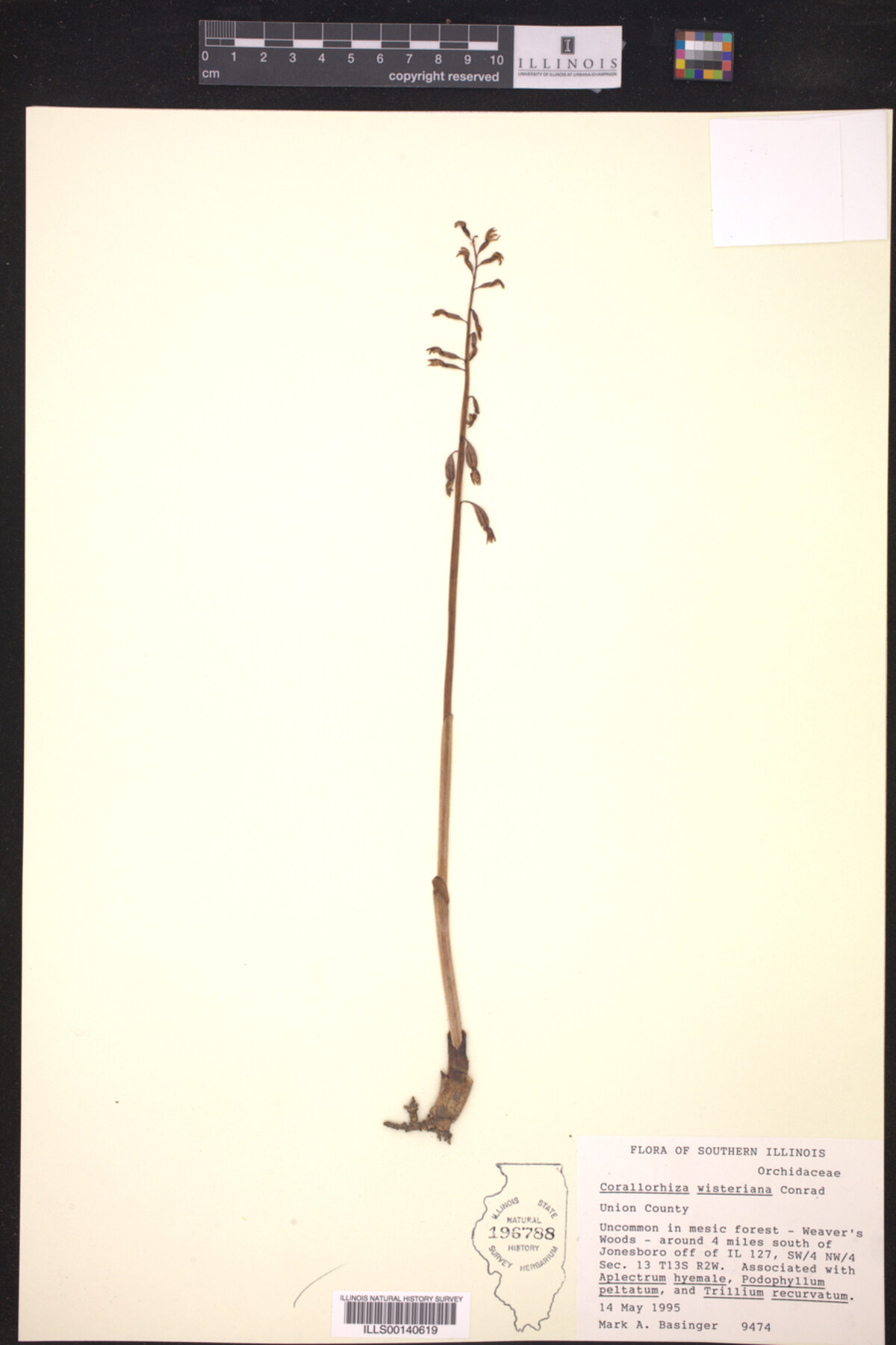 Corallorhiza image