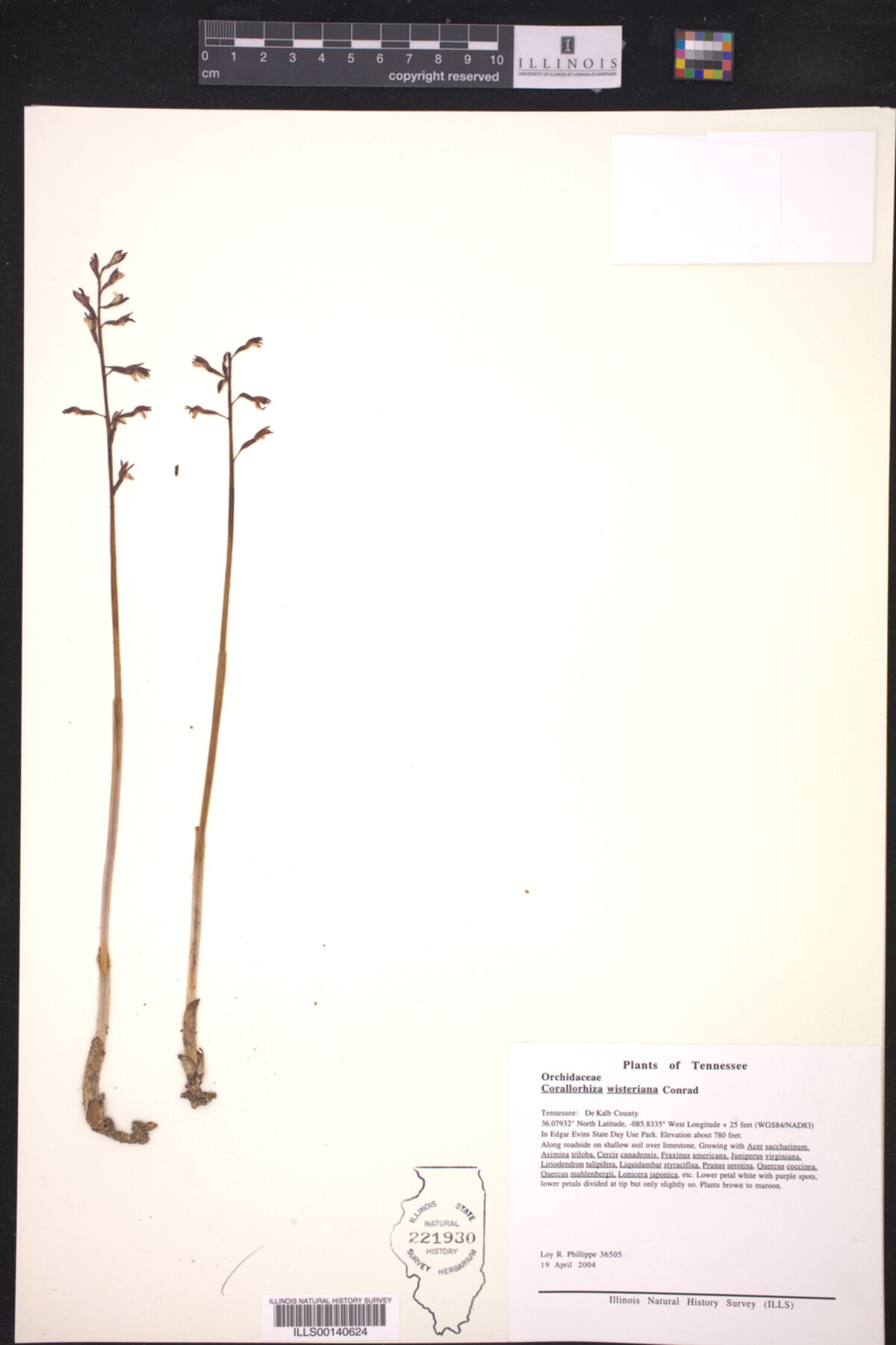 Corallorhiza wisteriana image