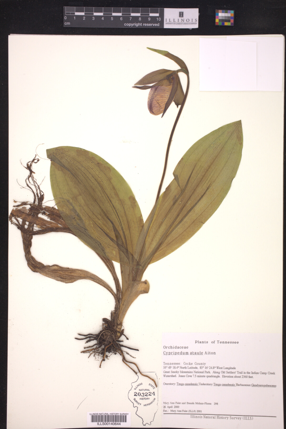 Cypripedum acaule image