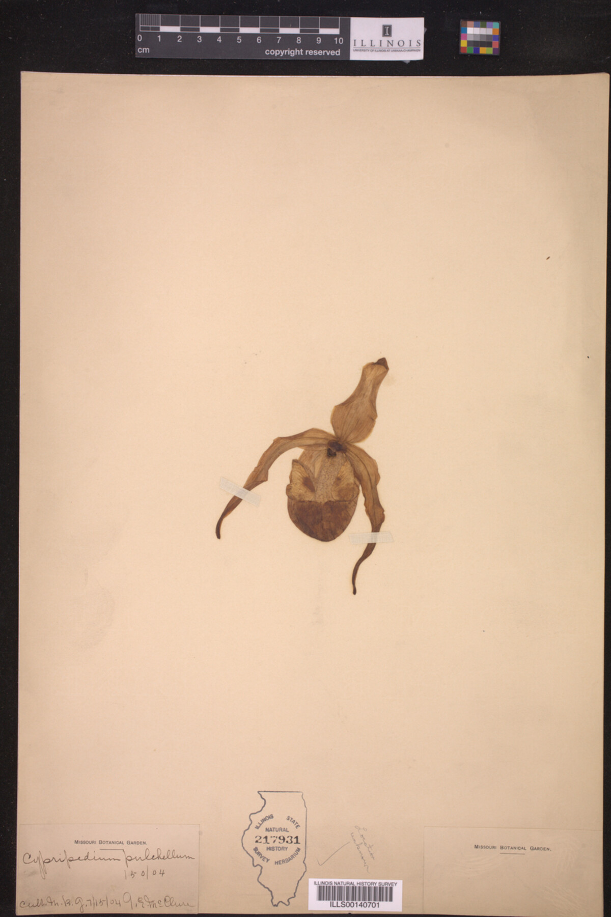 Cypripedium pulchellum image