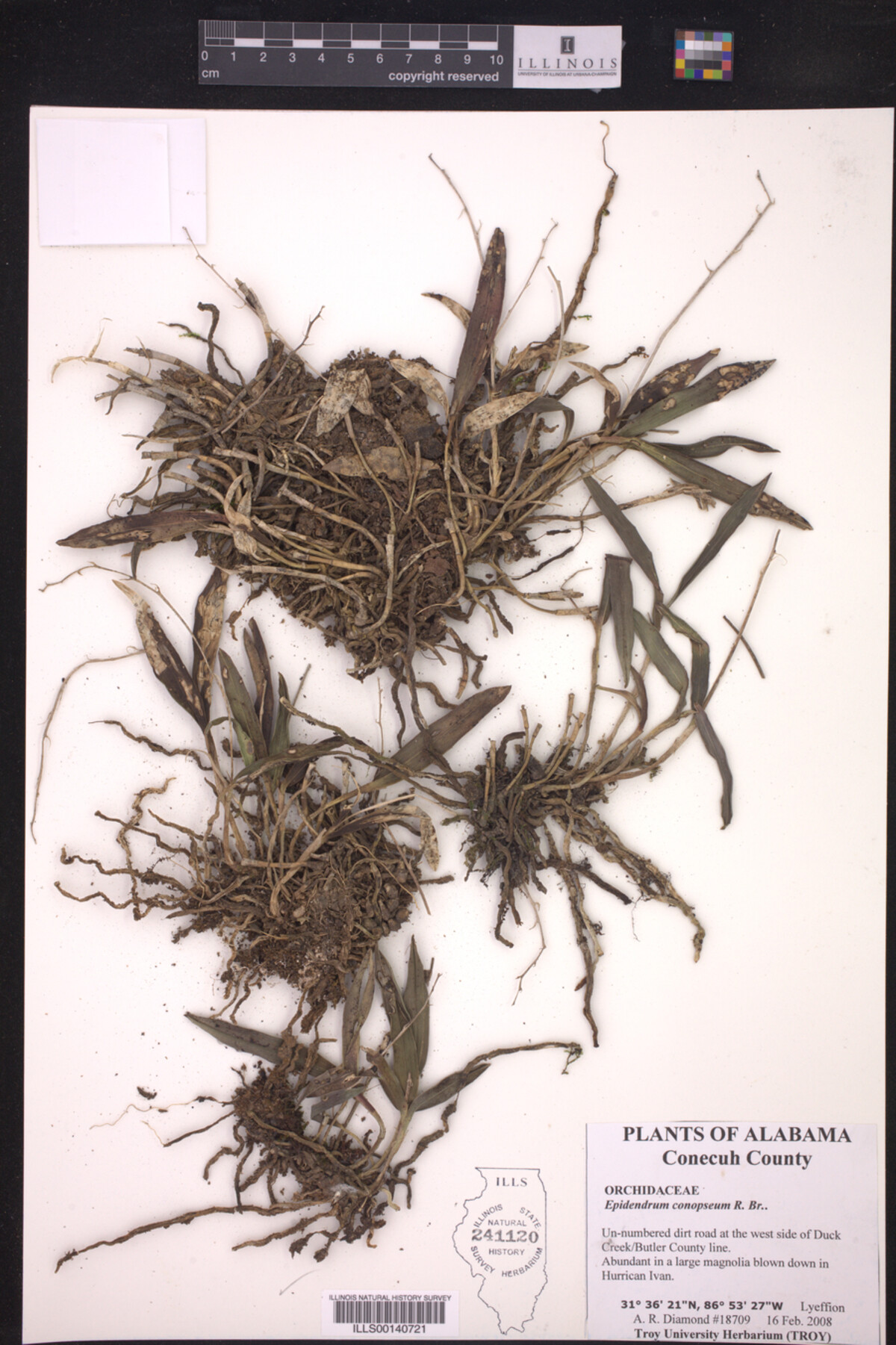 Epidendrum conopseum image