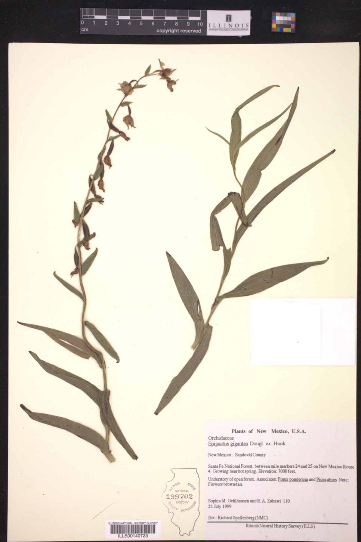 Epipactis gigantea image