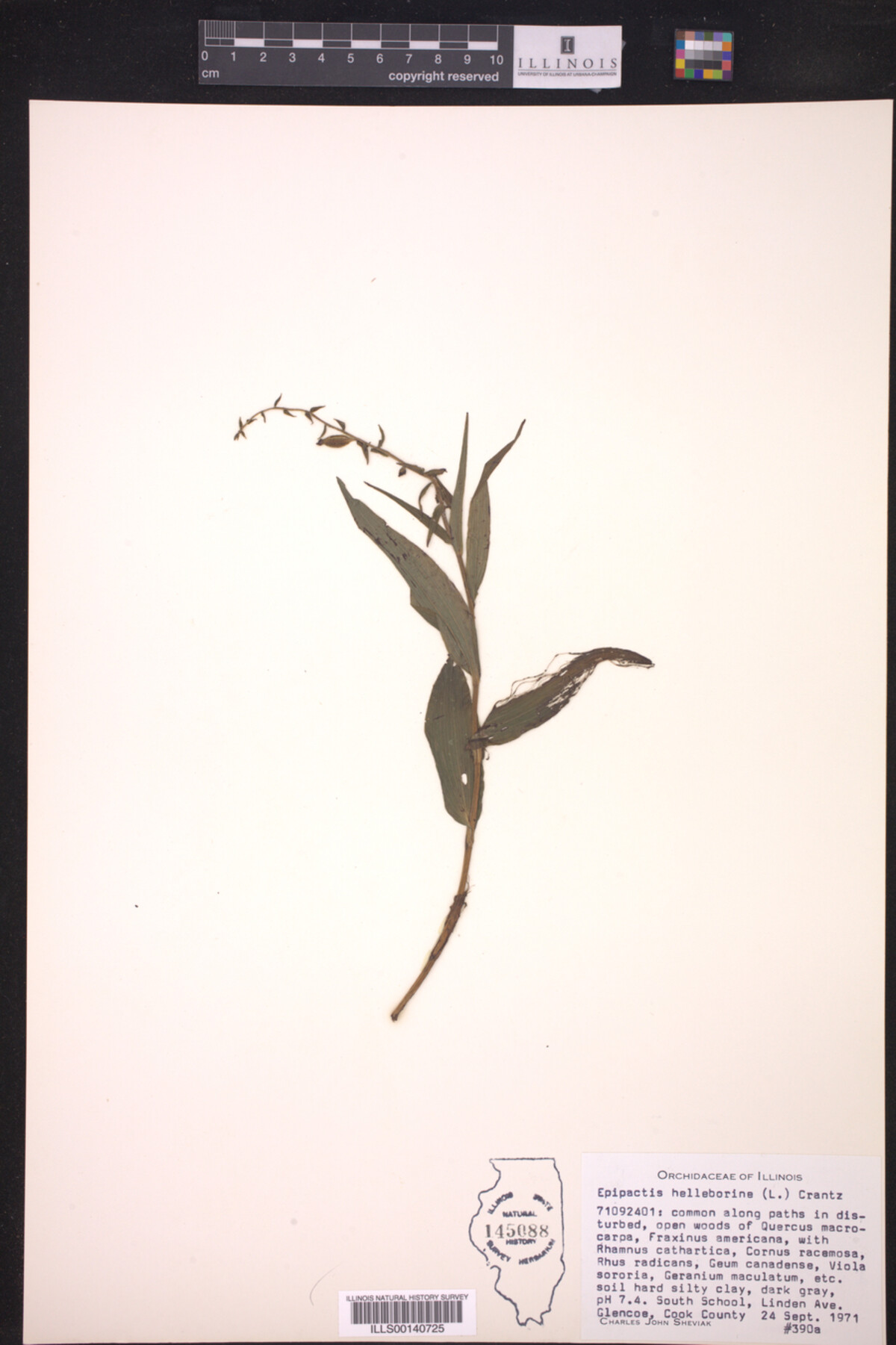 Epipactis image