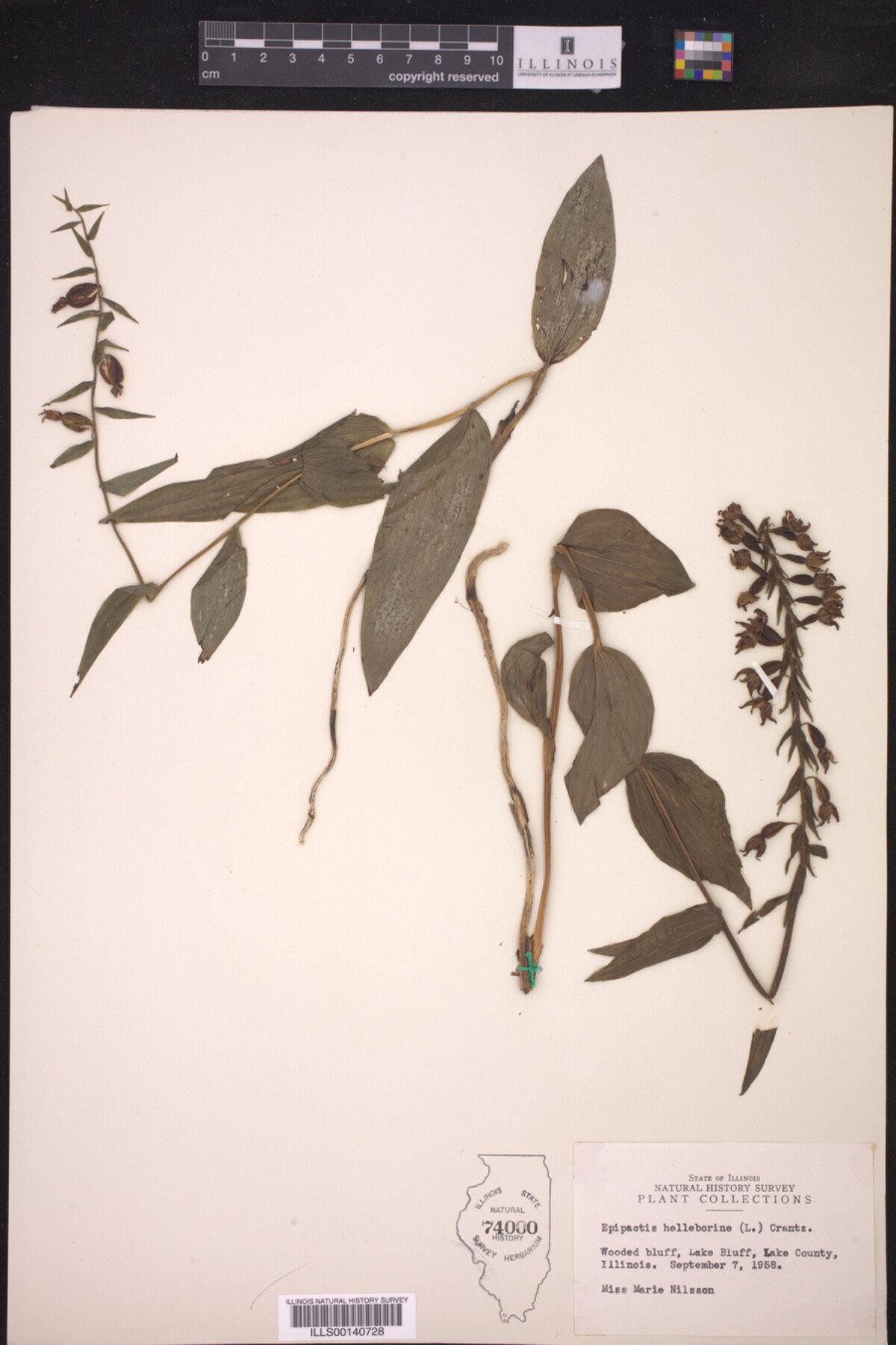 Epipactis helleborine image
