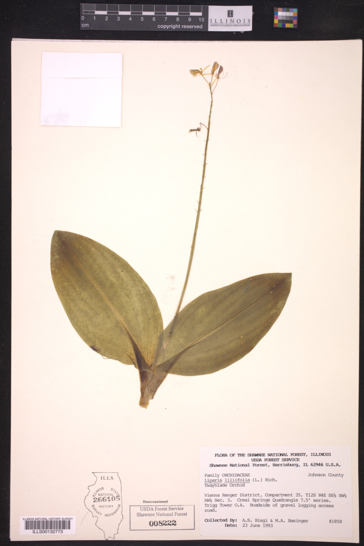 Liparis liliifolia image