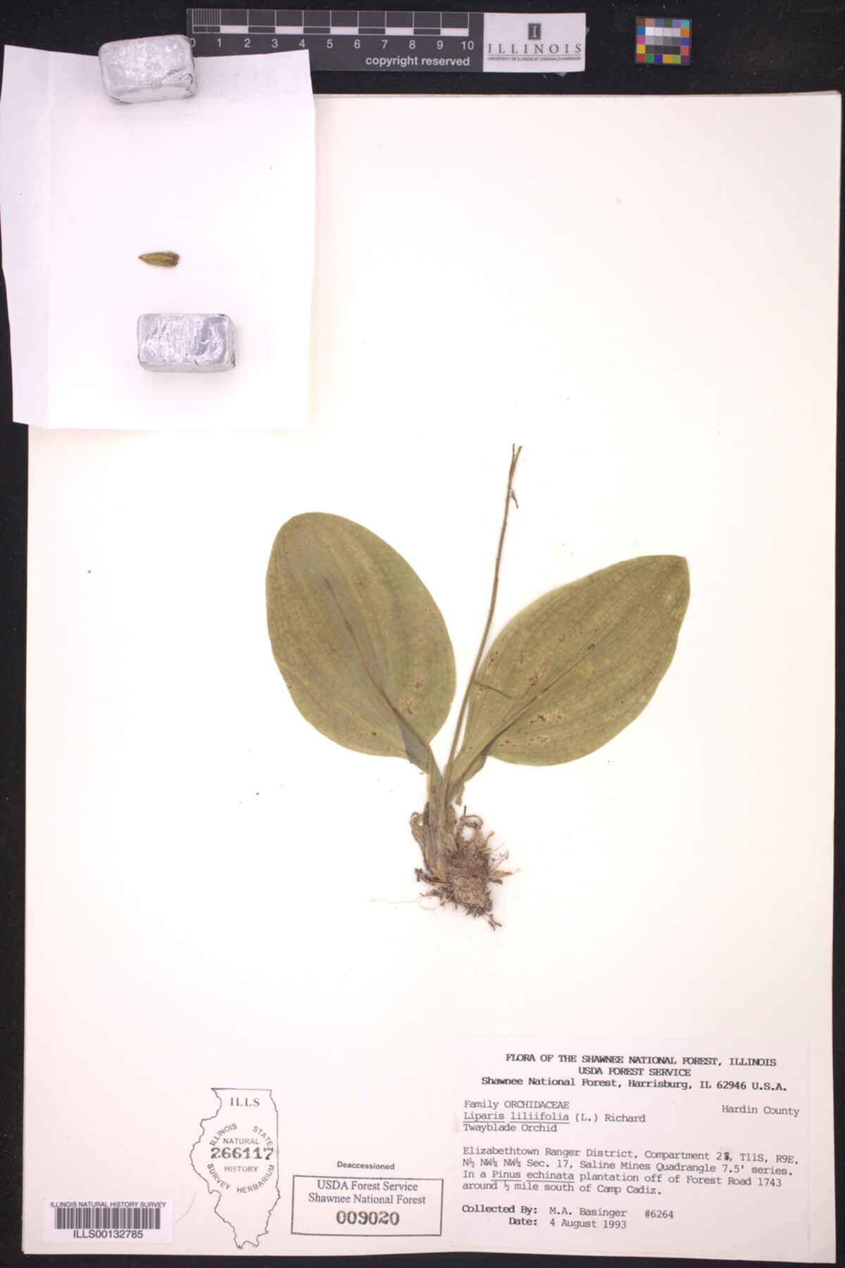 Liparis liliifolia image