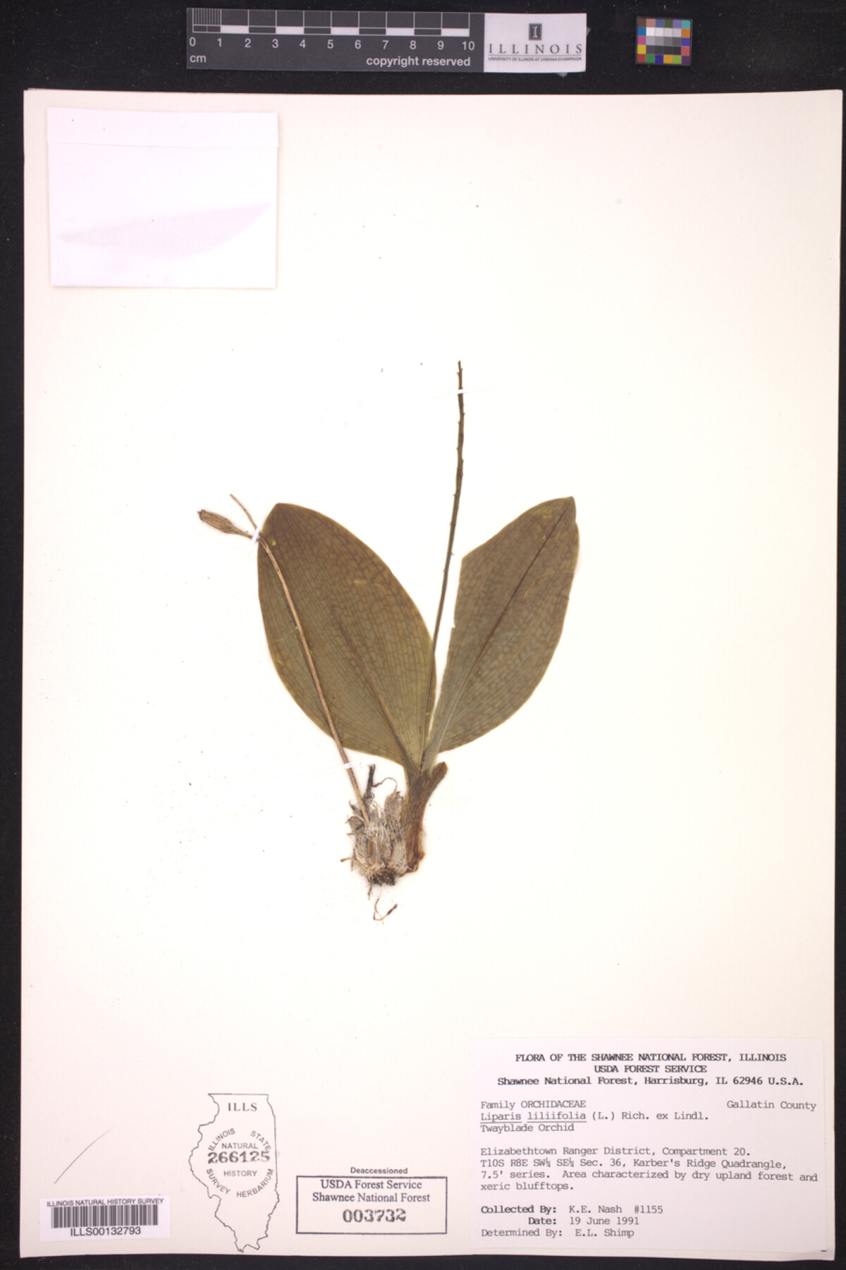 Liparis liliifolia image