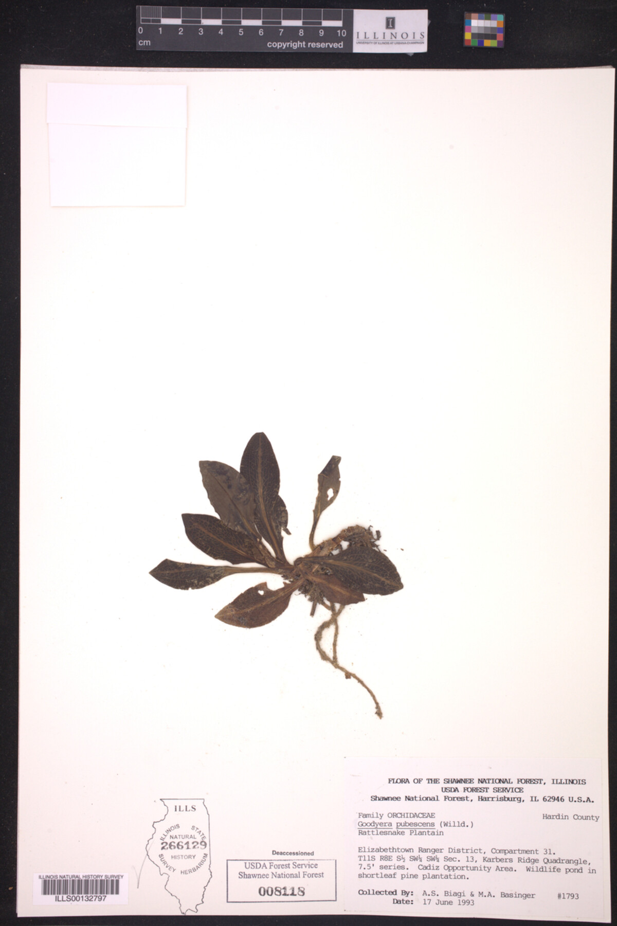 Goodyera pubescens image