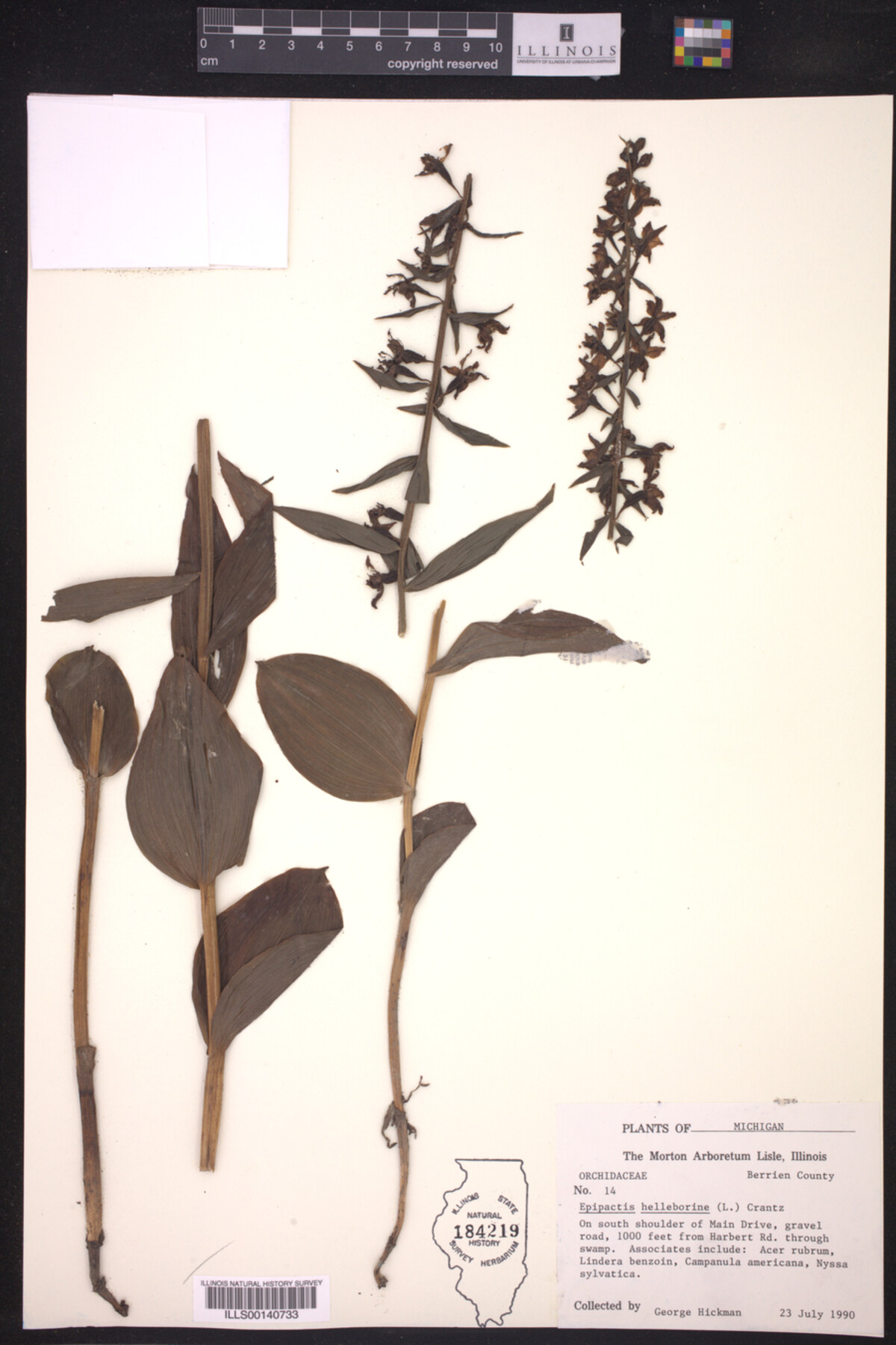 Epipactis helleborine image