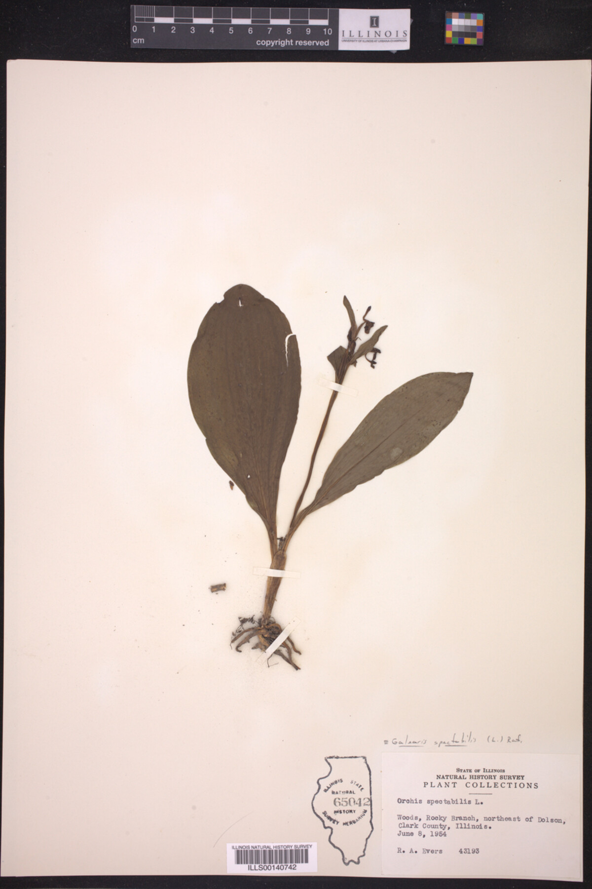 Galearis spectabilis image