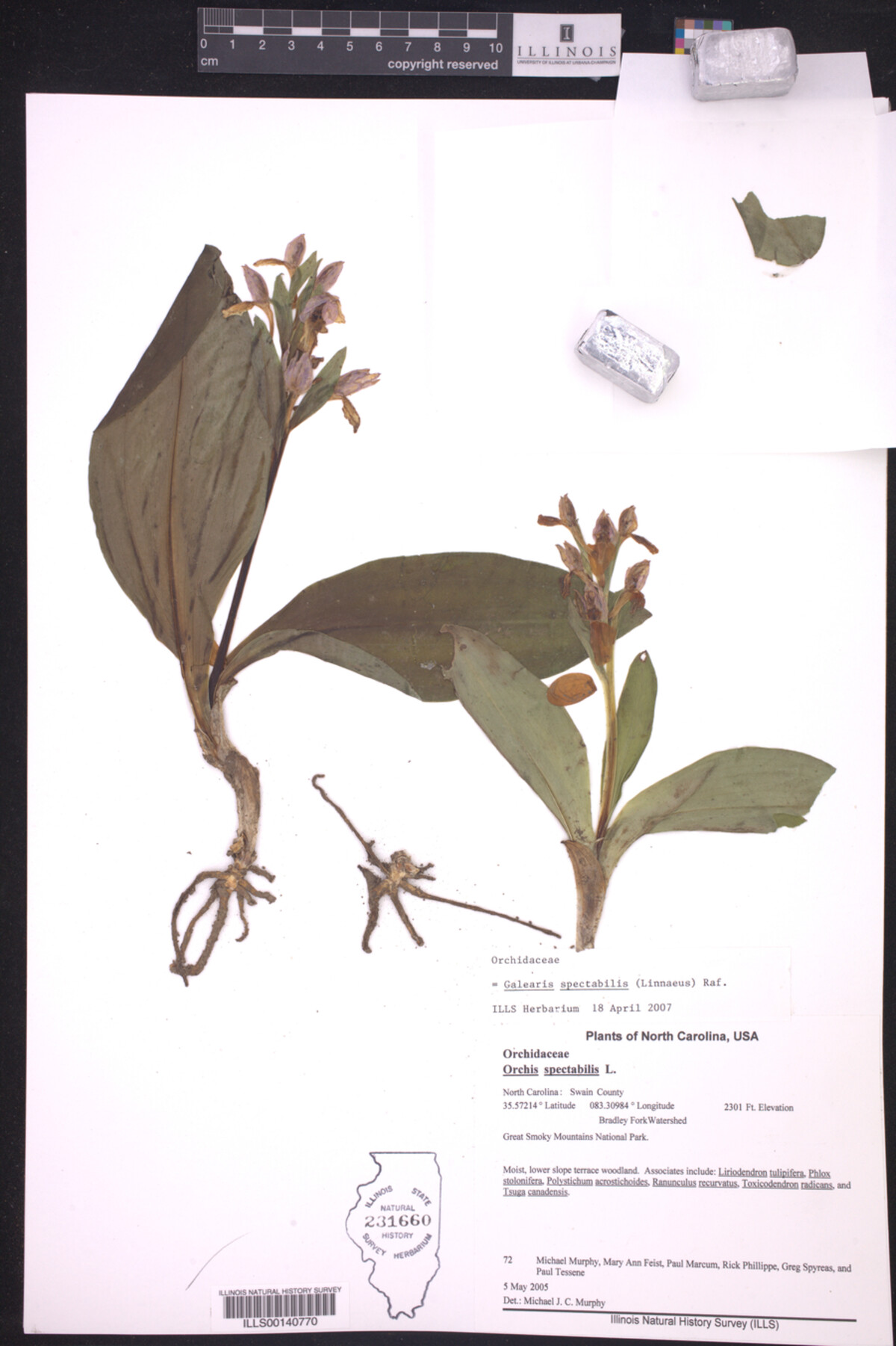 Galearis spectabilis image