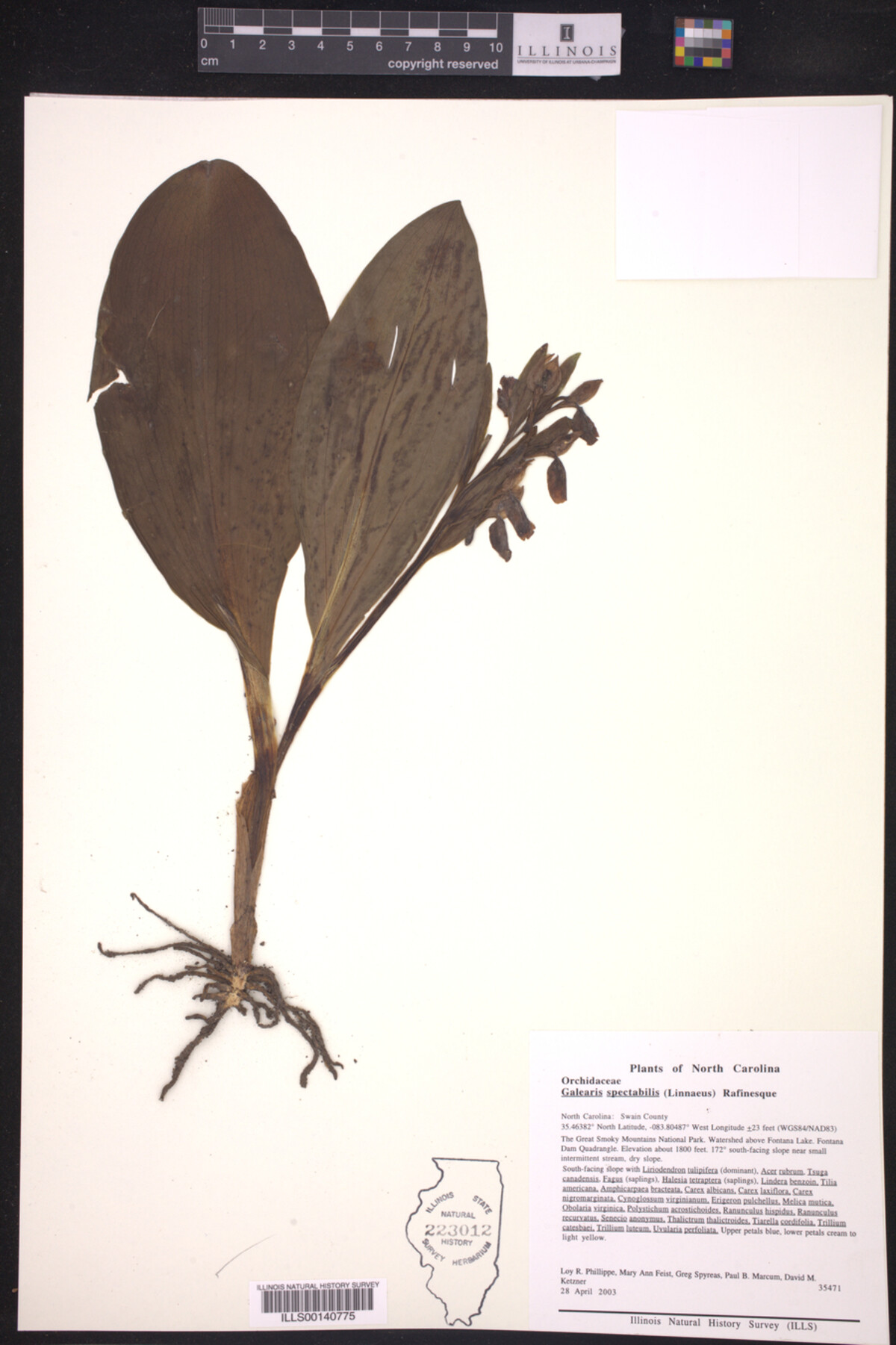 Galearis spectabilis image