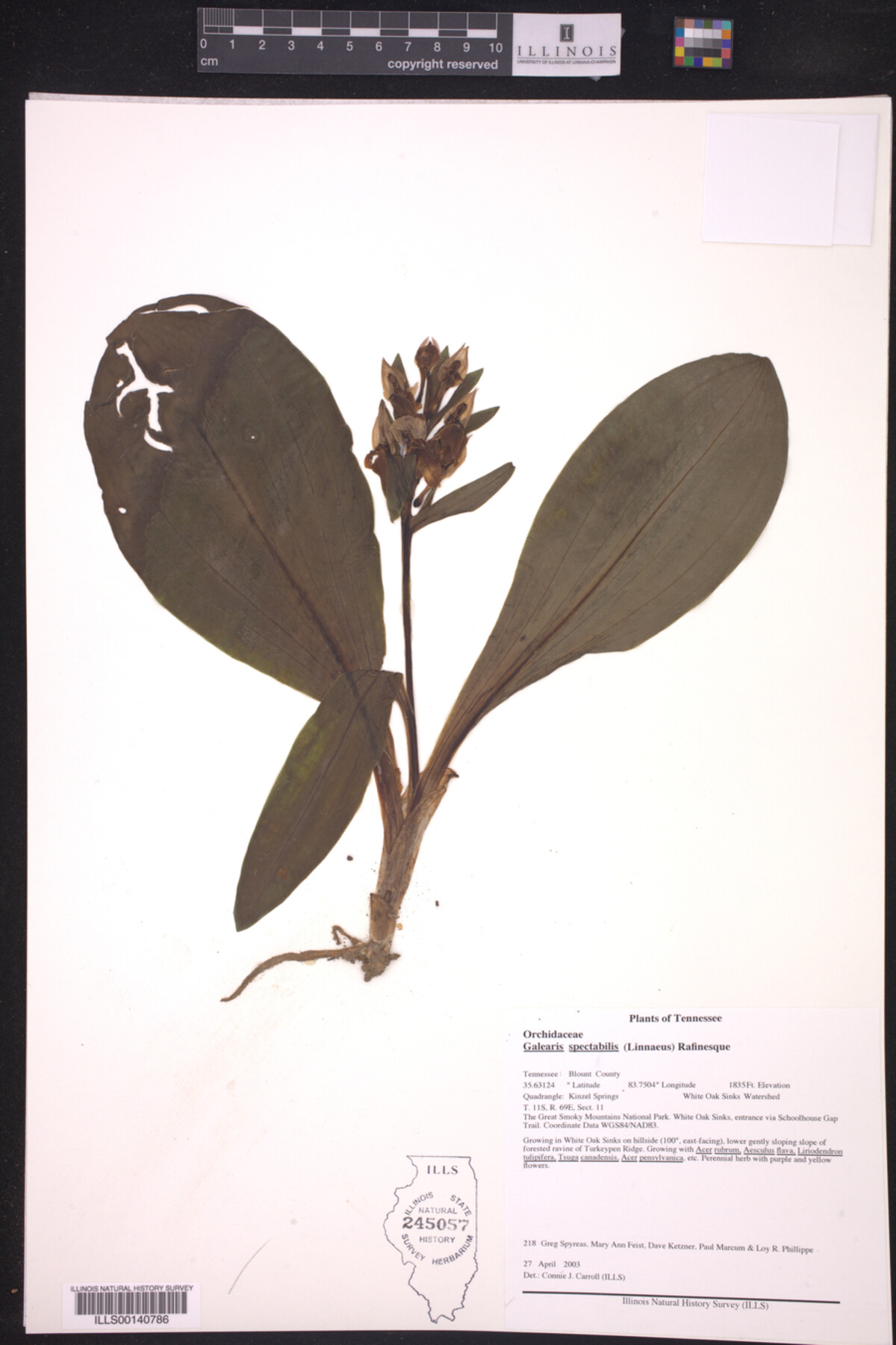 Galearis spectabilis image