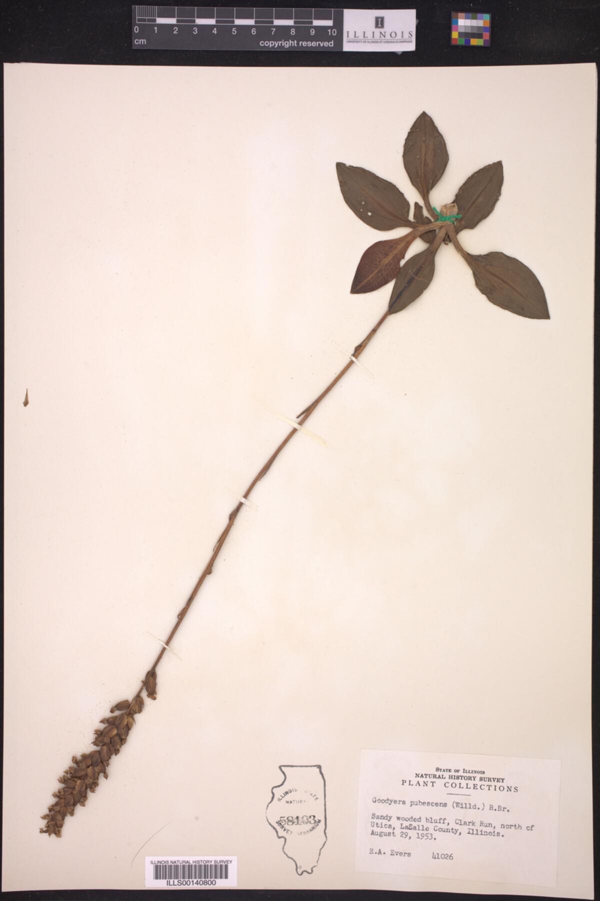 Orchidaceae image