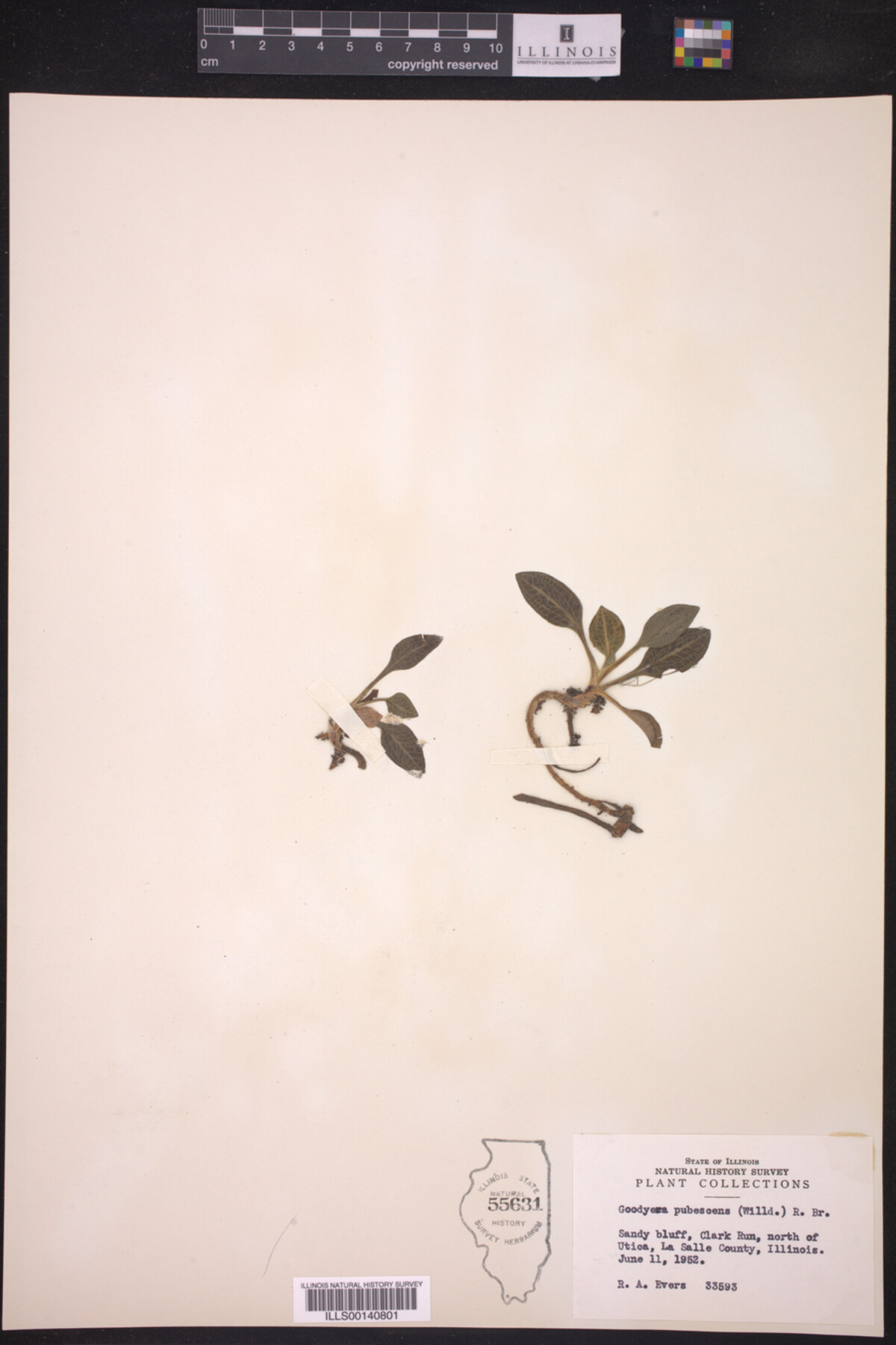 Goodyera pubescens image