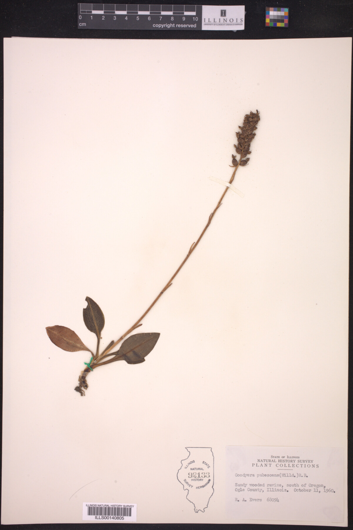 Goodyera pubescens image