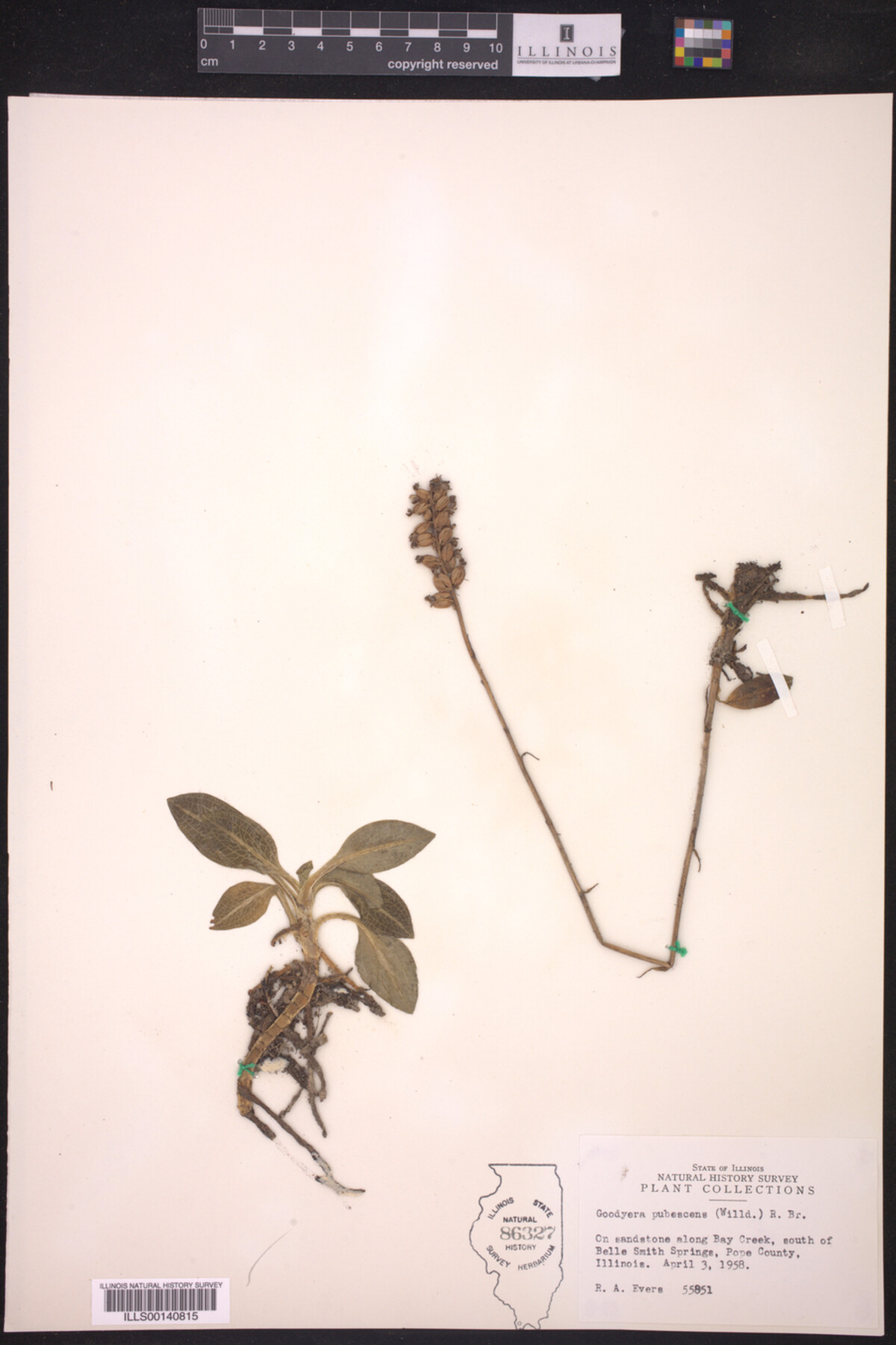 Goodyera image