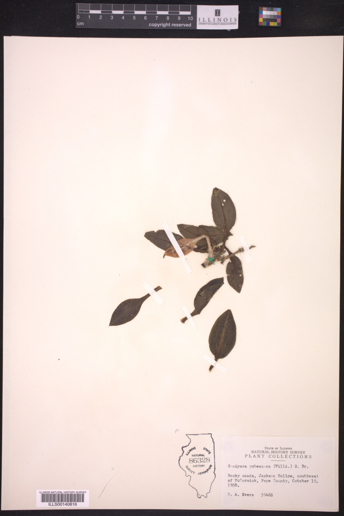 Goodyera pubescens image