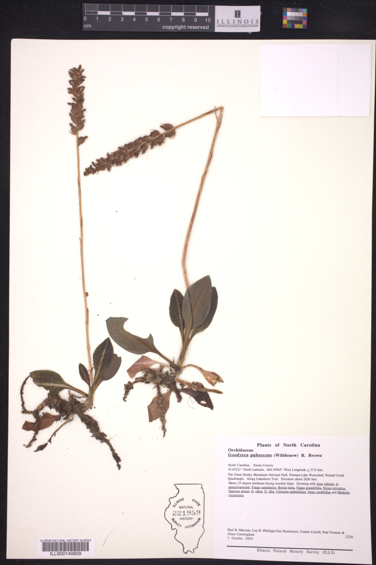 Goodyera pubescens image
