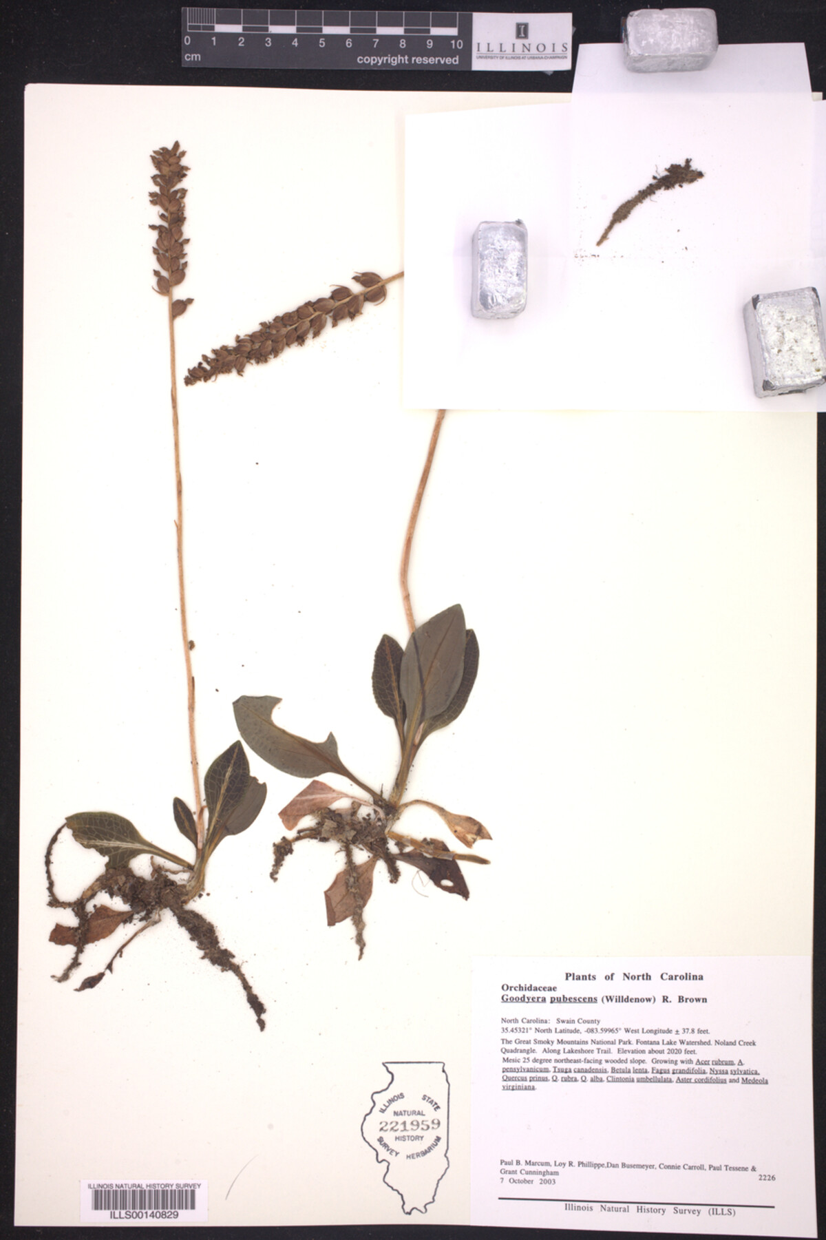 Goodyera pubescens image