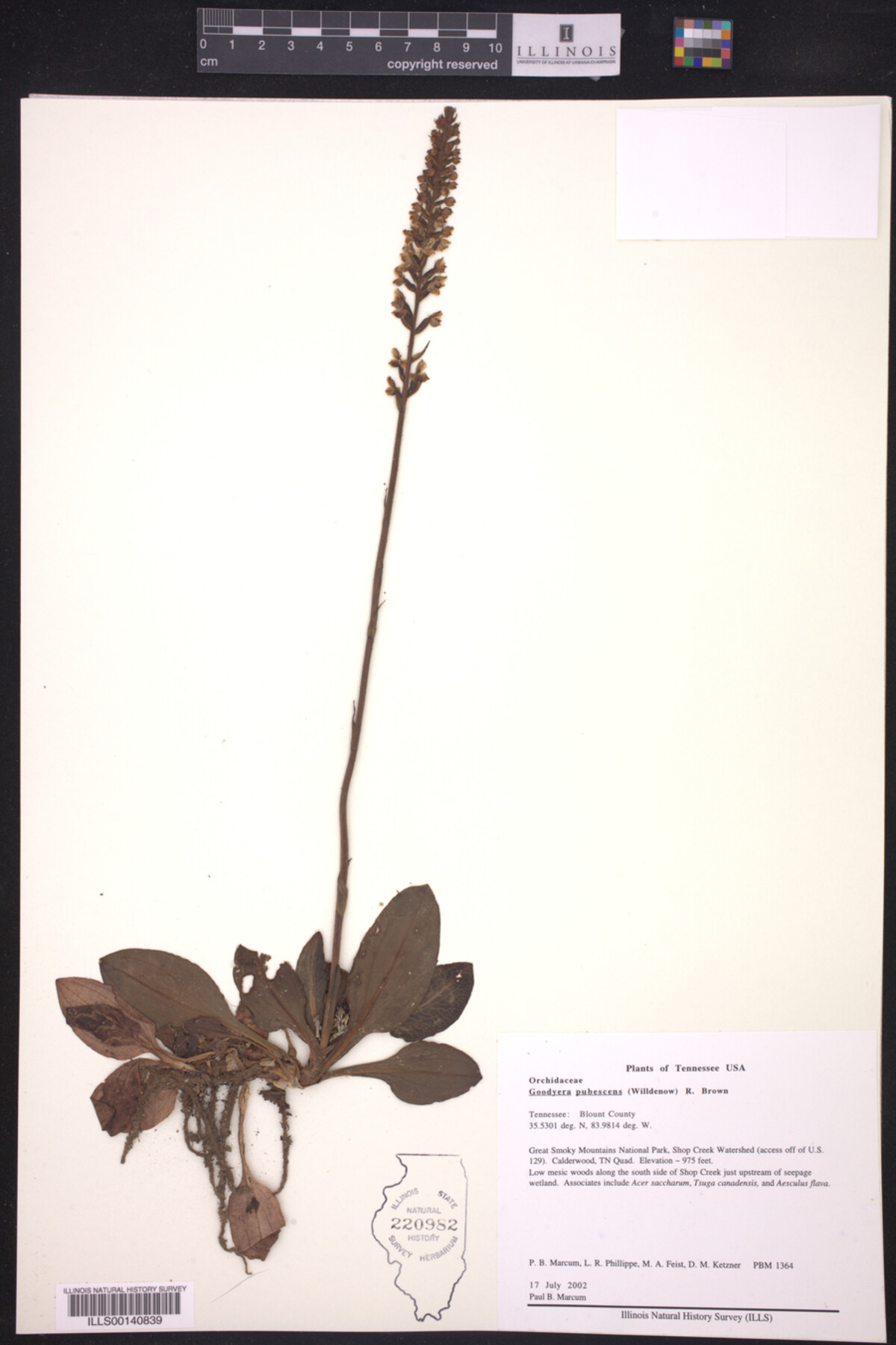Goodyera pubescens image