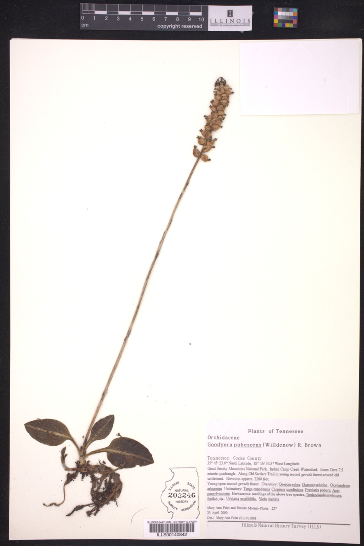 Goodyera pubescens image
