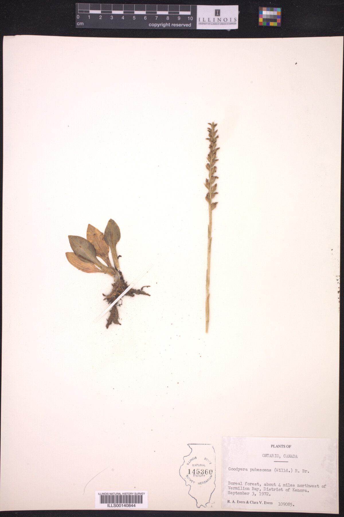 Goodyera pubescens image