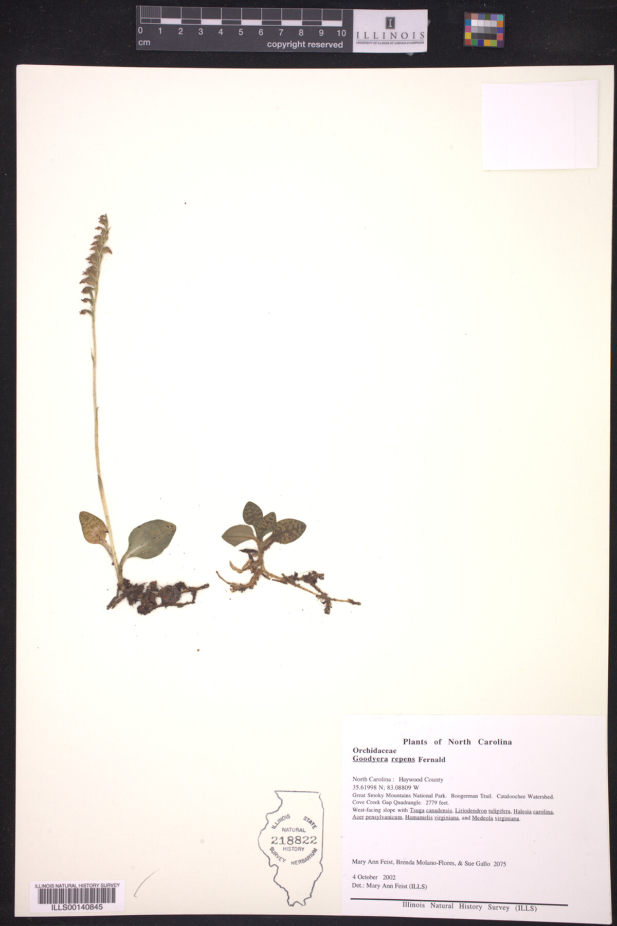 Goodyera repens image