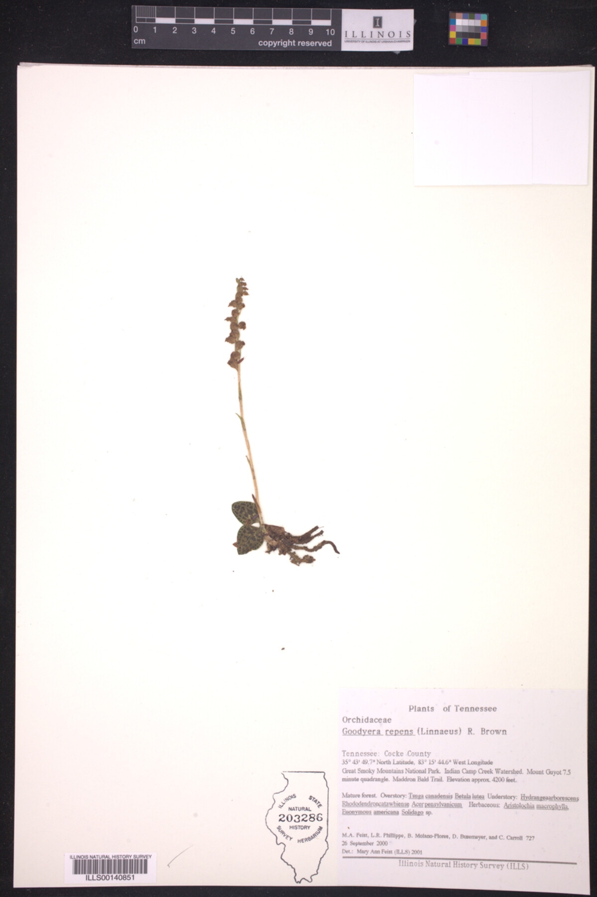 Goodyera image