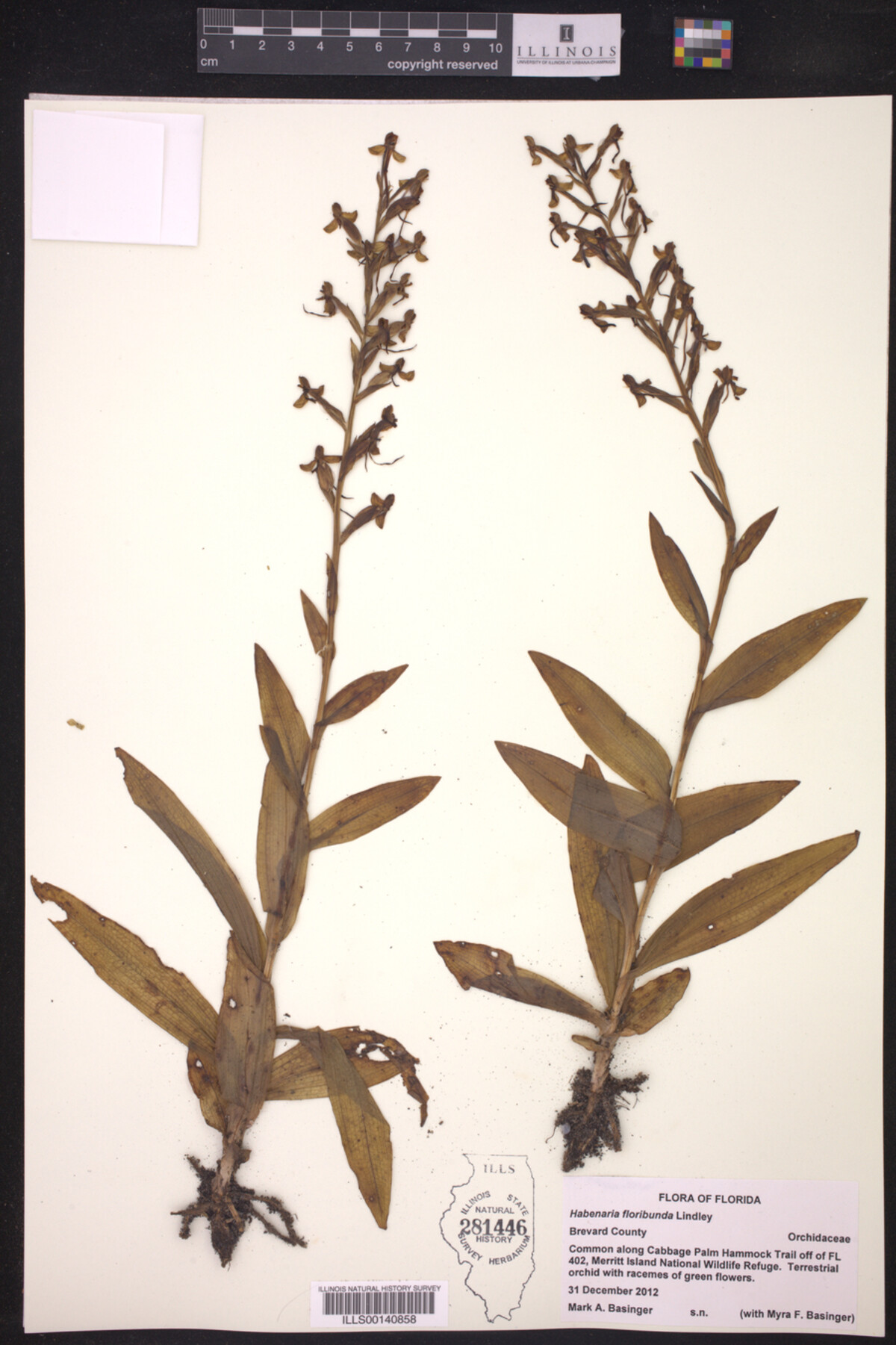 Habenaria floribunda image